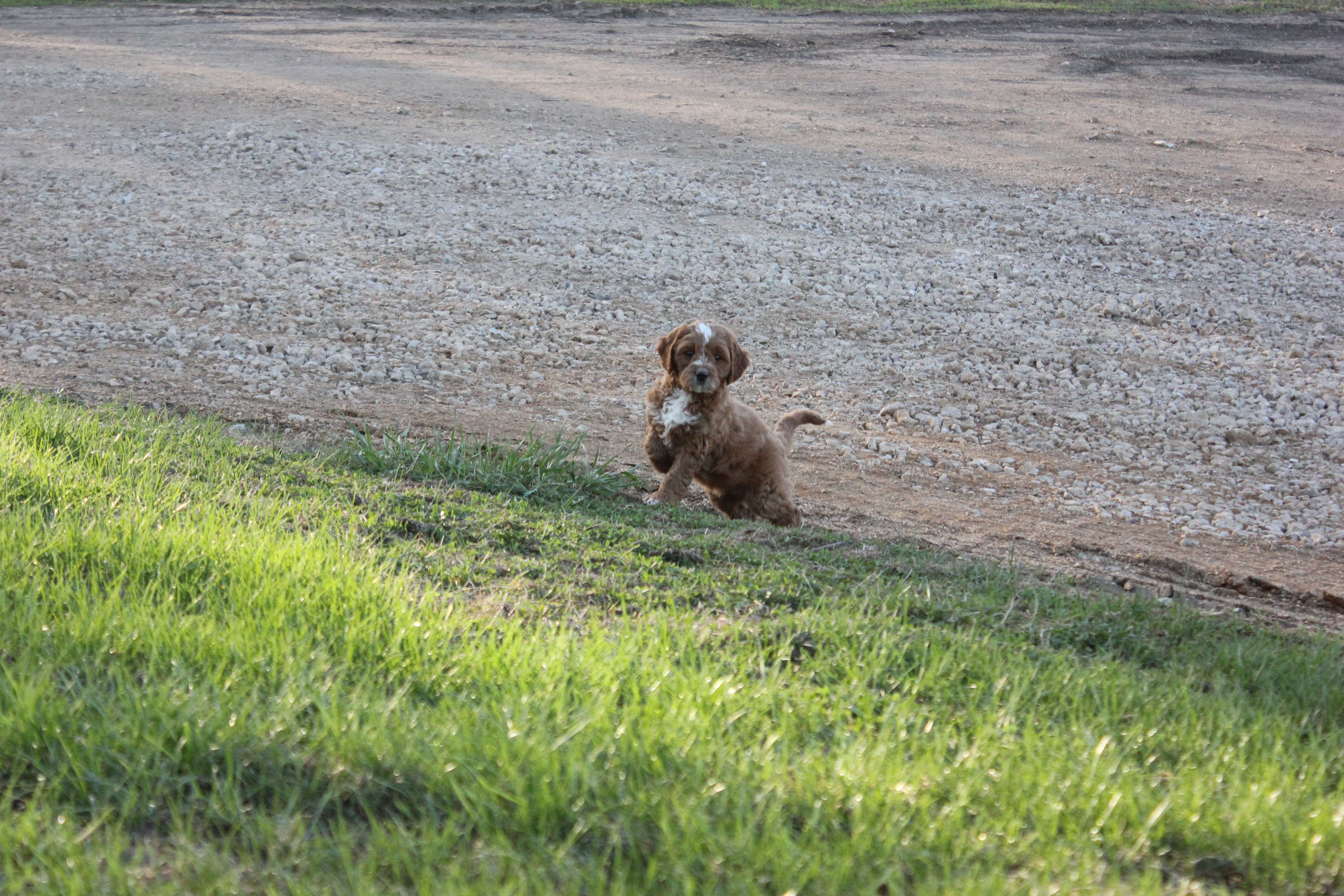 Lily – Cavapoo, Poodle - Miniature  puppy for sale in Rock Valley, IA