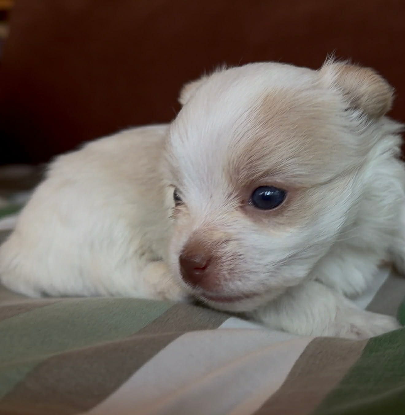 Masey – Yorkshire Terrier puppy for sale in Rochester, IN