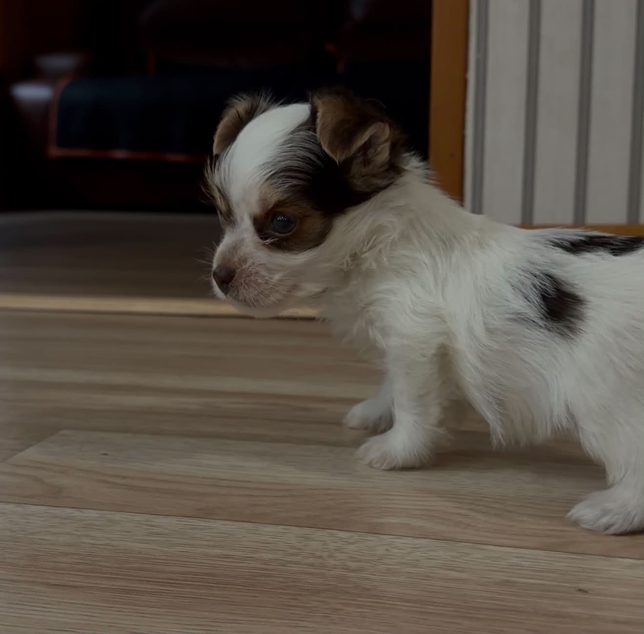 Dodger – Yorkshire Terrier puppy for sale in Rochester, IN