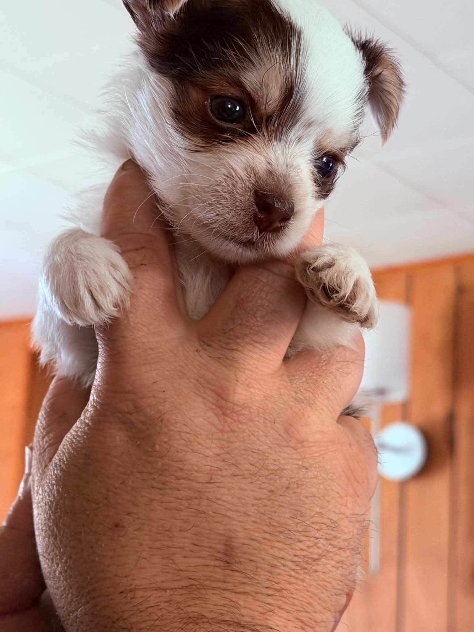 Dodger – Yorkshire Terrier puppy for sale in Rochester, IN