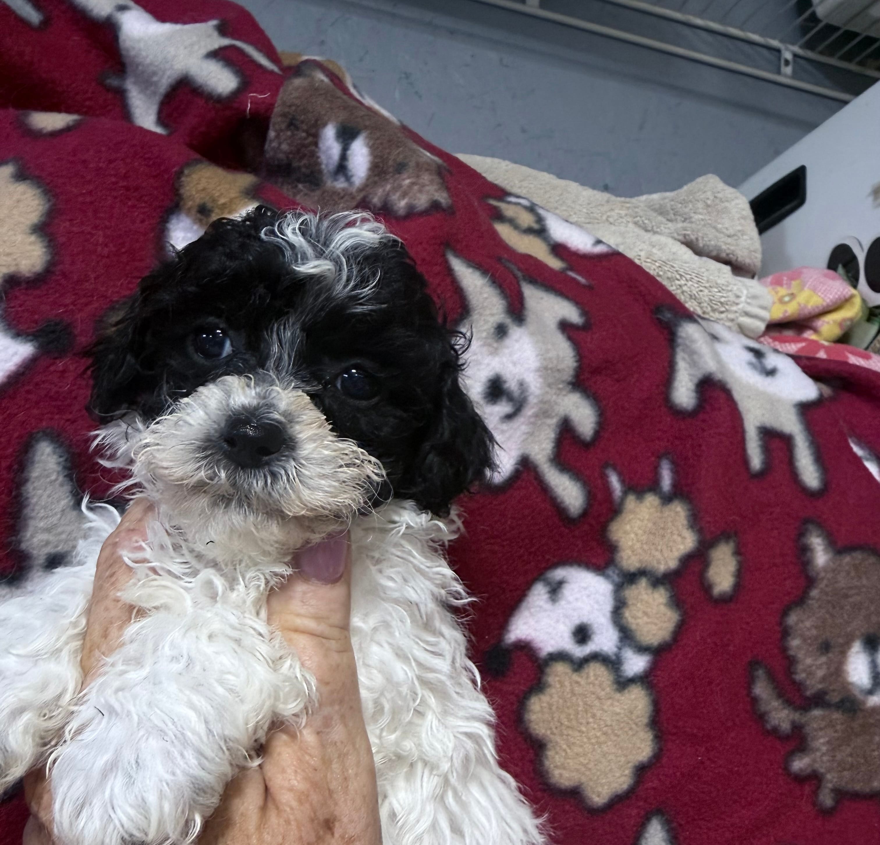 Buddy  – Shihpoo puppy for sale in Rutland, IL