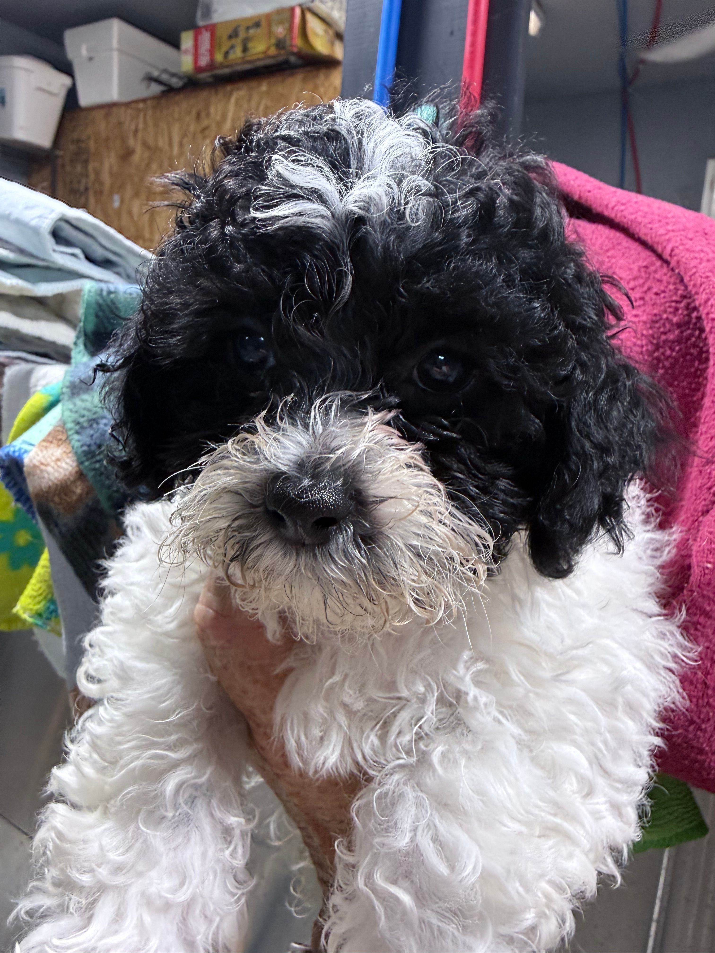 Buddy  – Shihpoo puppy for sale in Rutland, IL