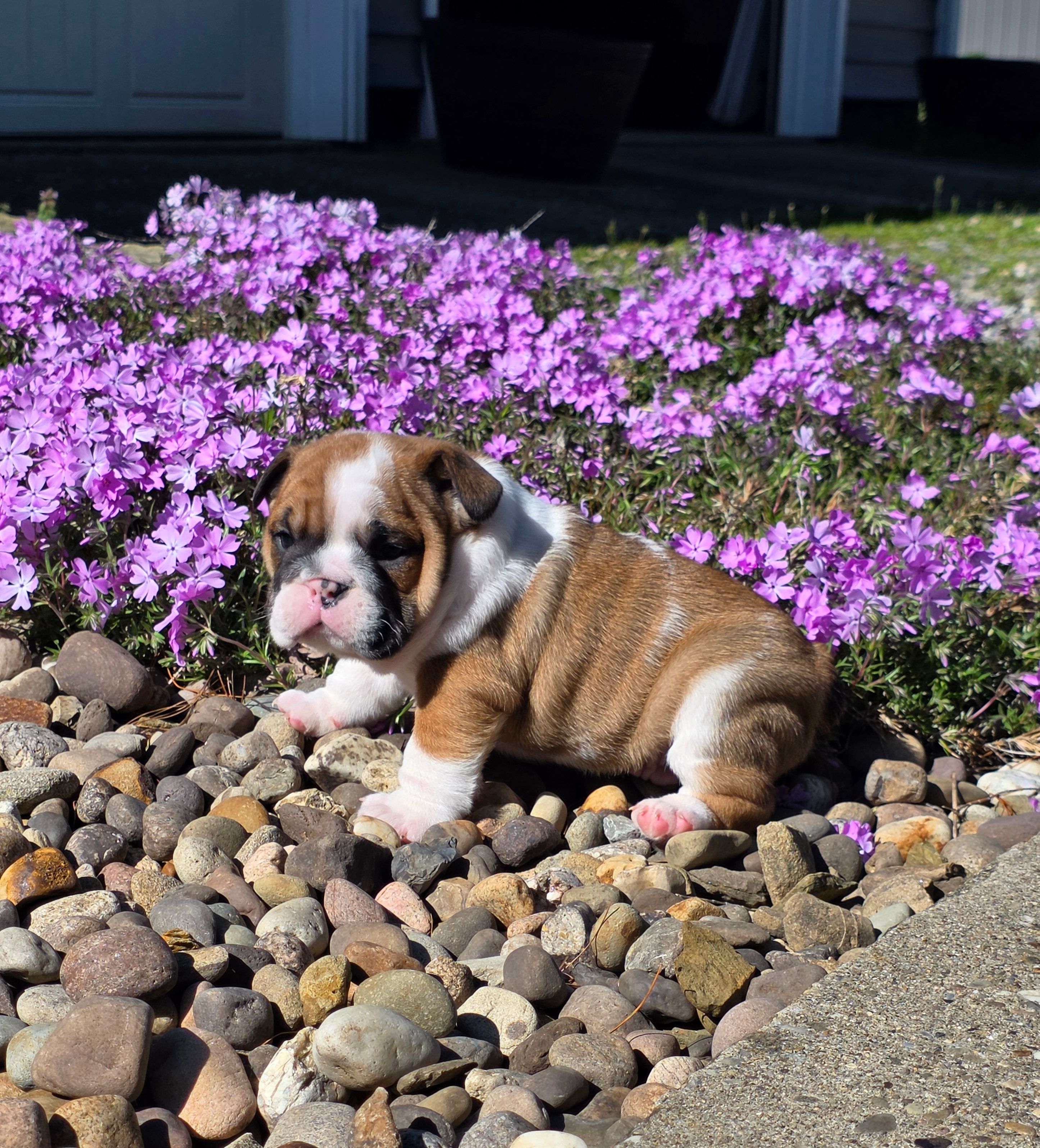Nolan – English Bulldog puppy for sale in Bidwell, OH