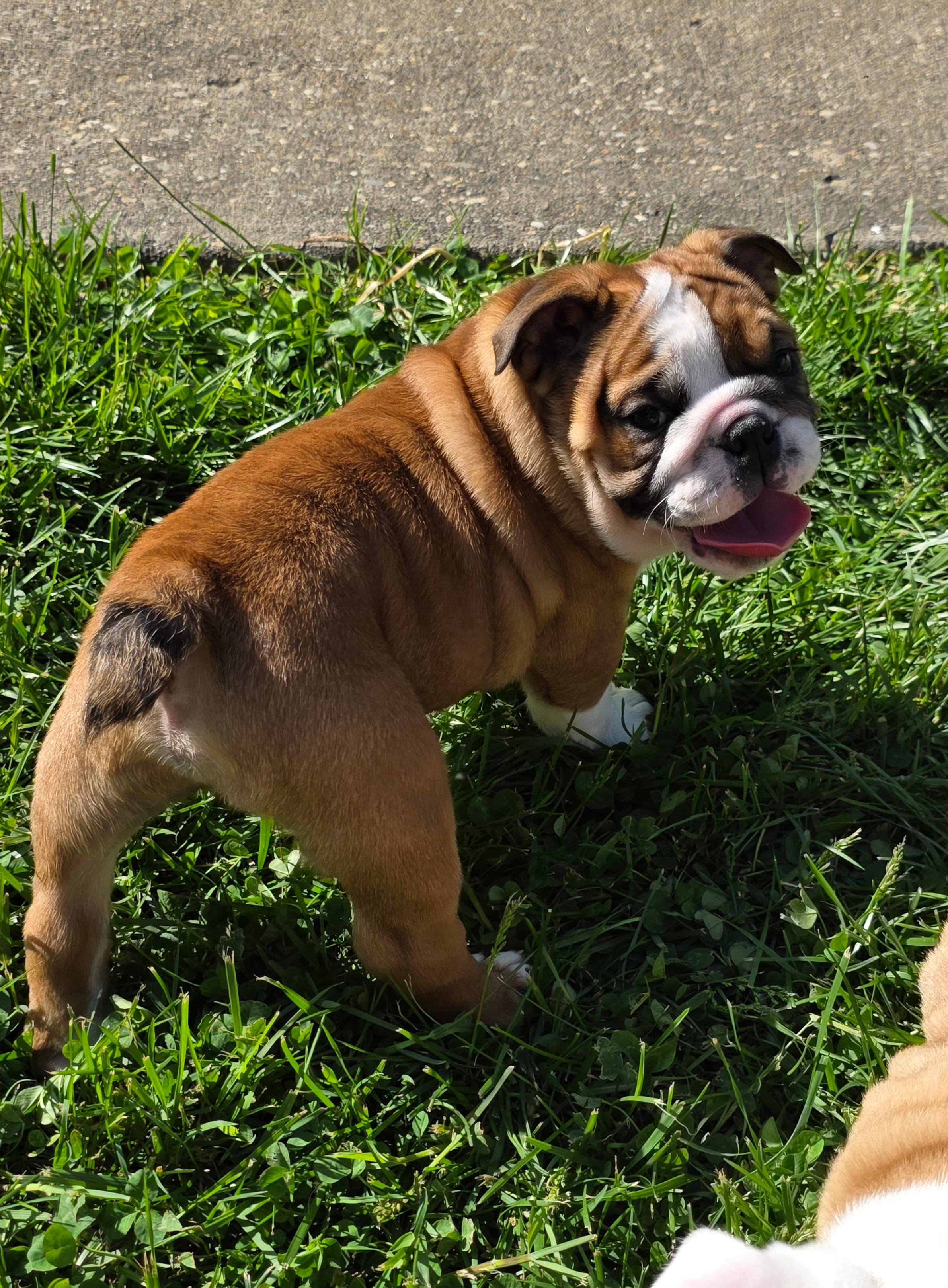 Reggie – English Bulldog puppy for sale in Bidwell, OH