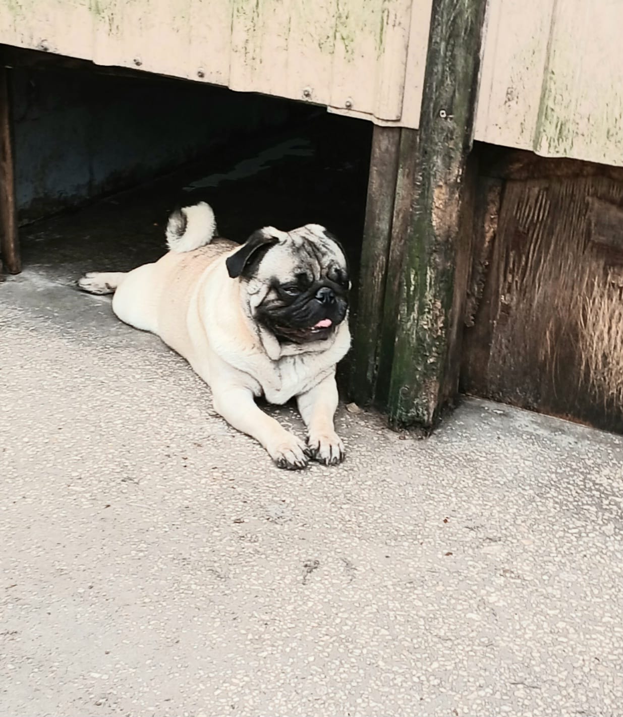 MIKEY – Pug puppy for sale in Lake Wales, FL
