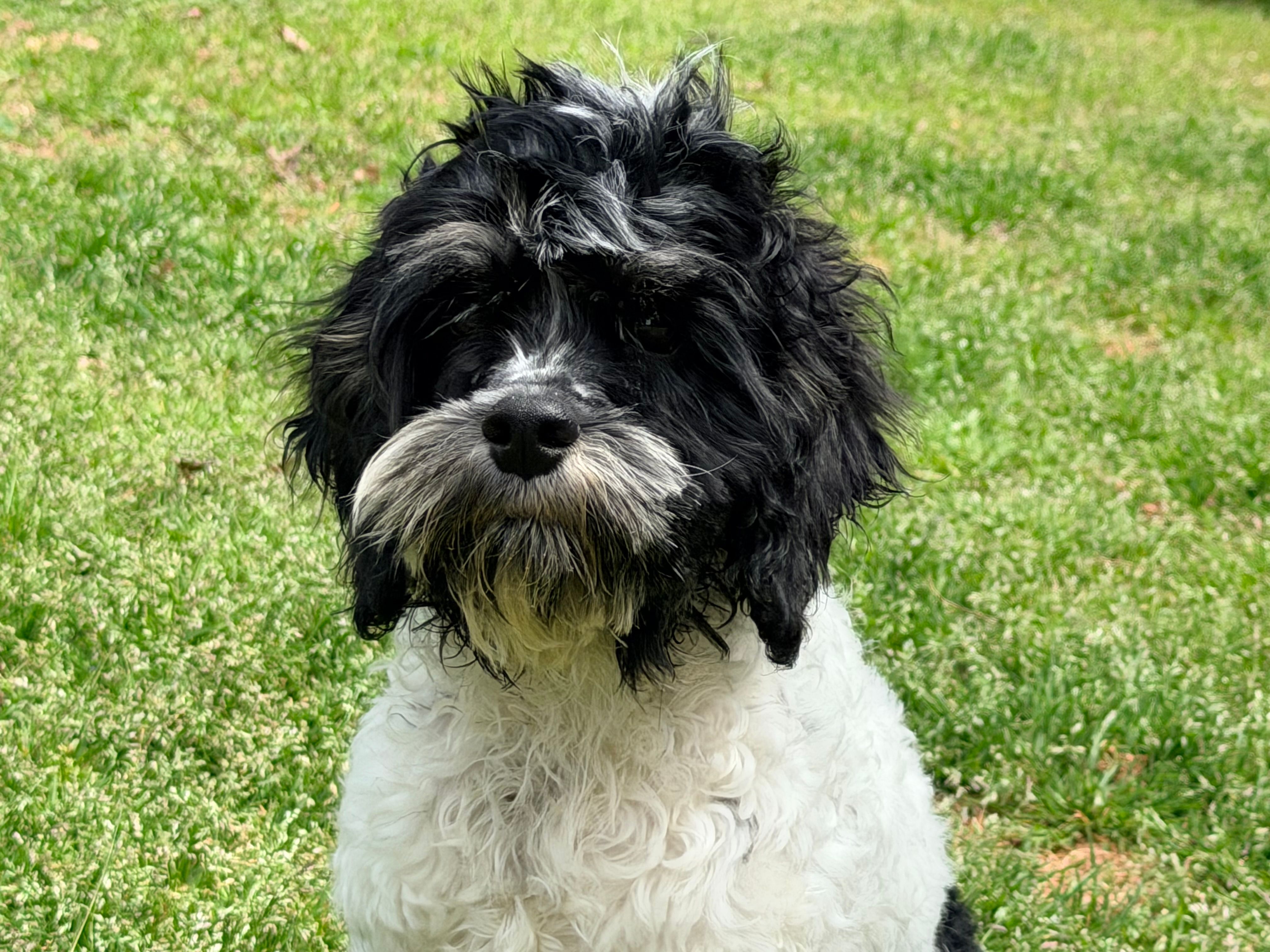 Casey – Cockapoo puppy for sale in Bremen, GA