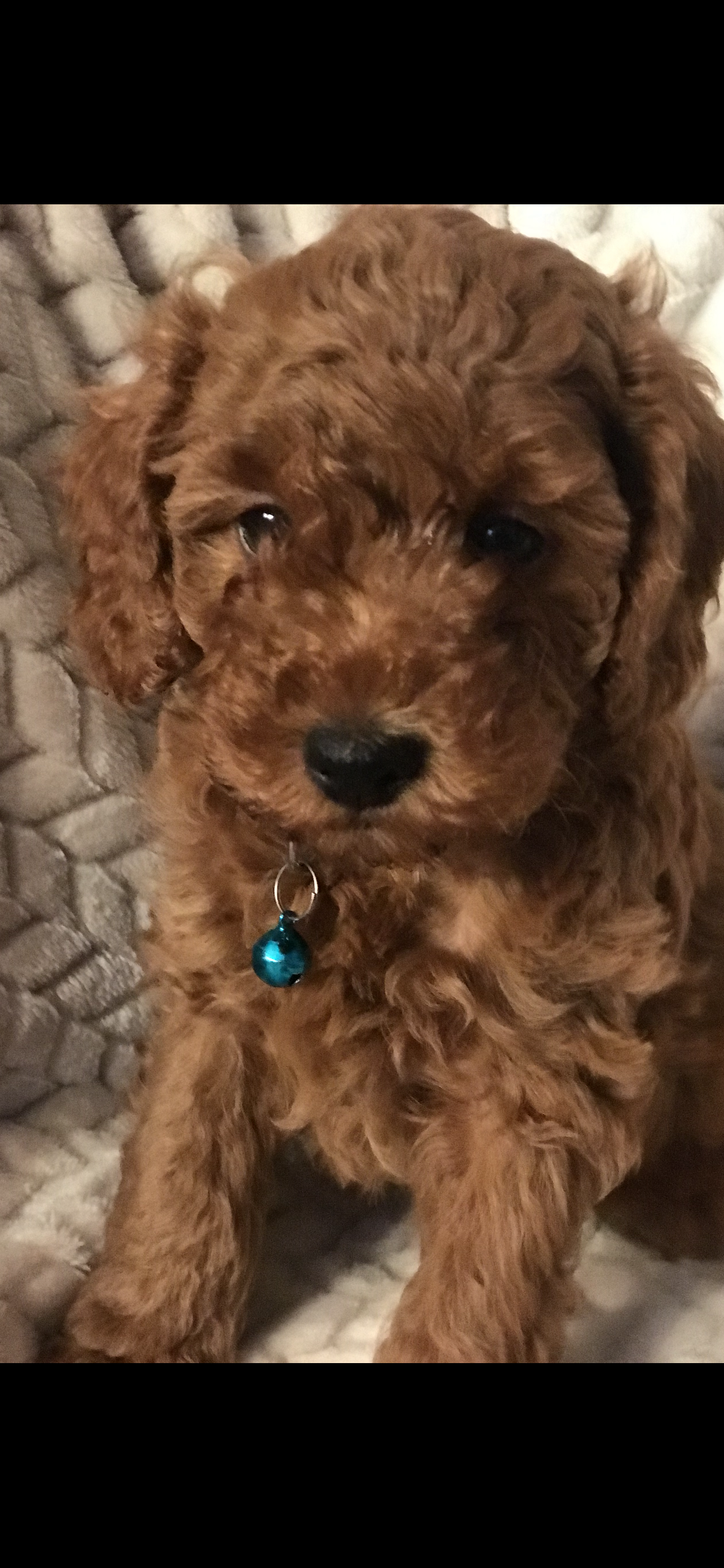Cooper – Poodle - Toy  puppy for sale in San Fernando, CA