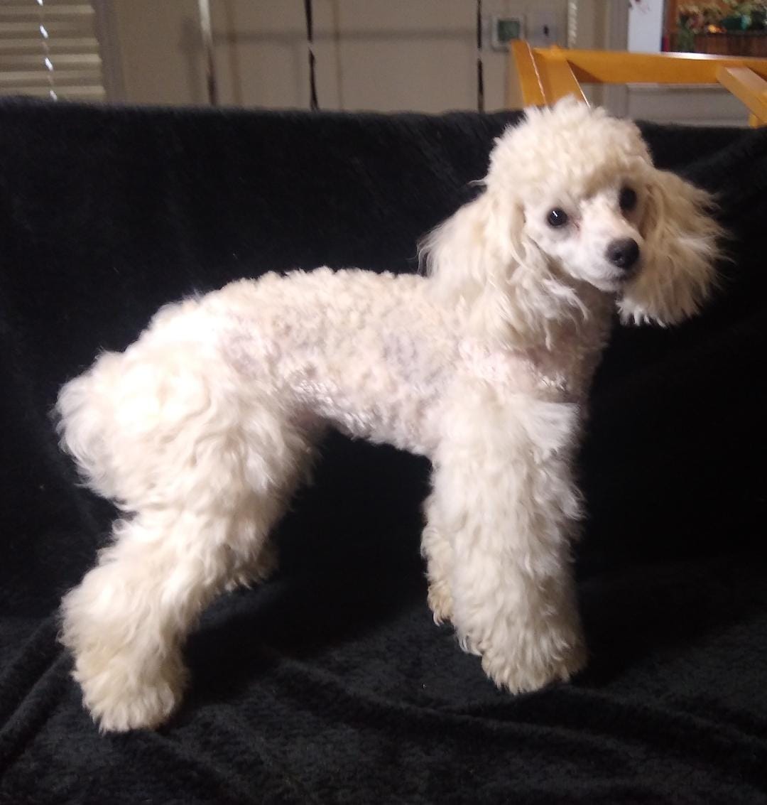 AKC- Belle – Poodle - Toy  puppy for sale in Evansville, WI