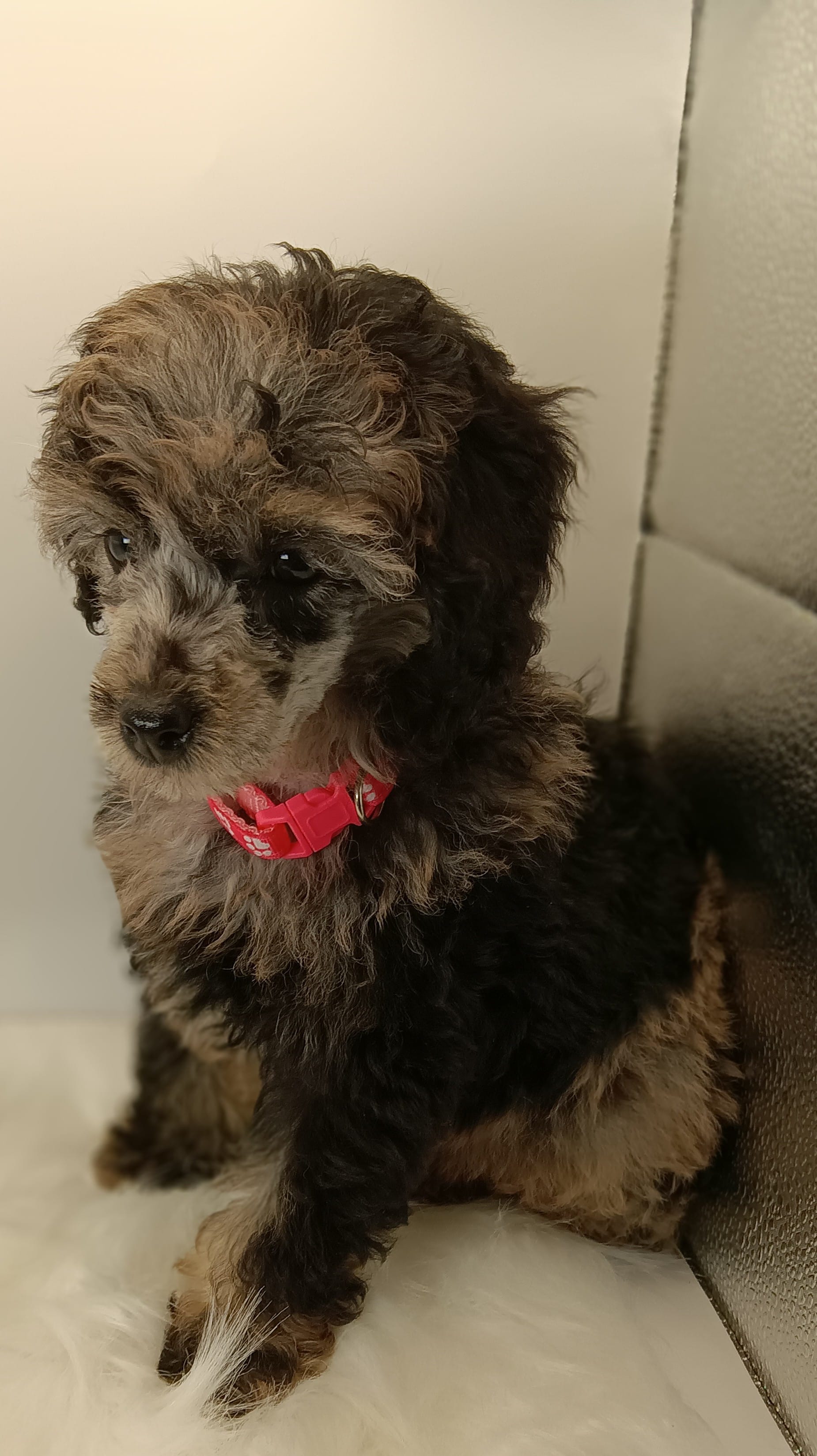 Willow – Poodle - Miniature  puppy for sale in Danville, VA