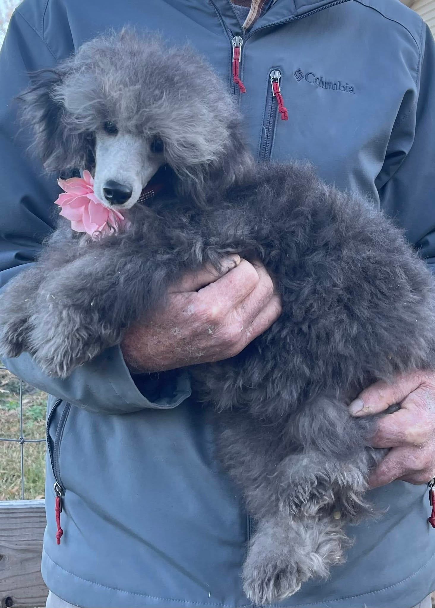 Sasha – Poodle - Miniature  puppy for sale in Danville, VA