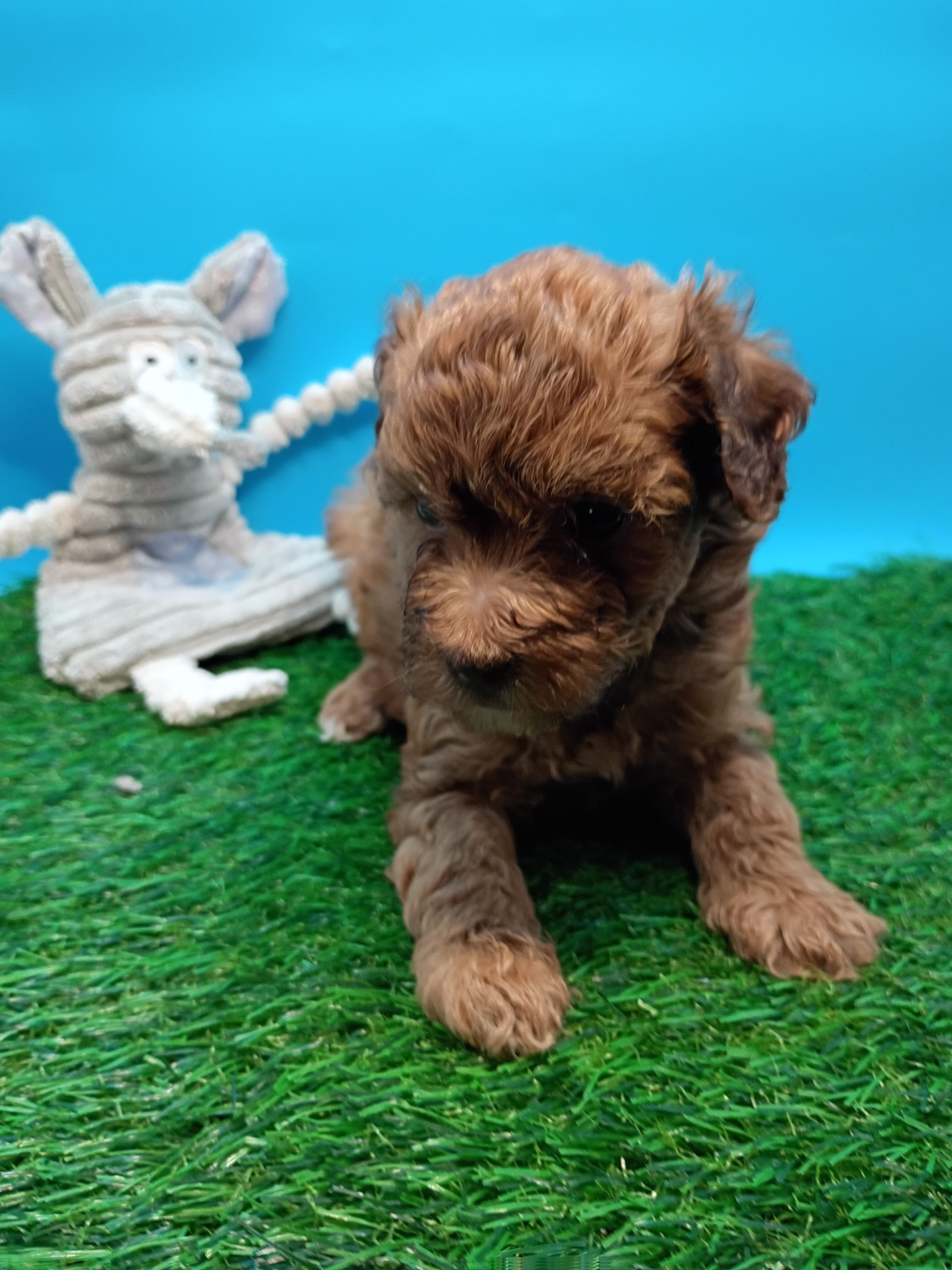 Charlie brown – Maltese, Poodle - Toy  puppy for sale in Danville, VA