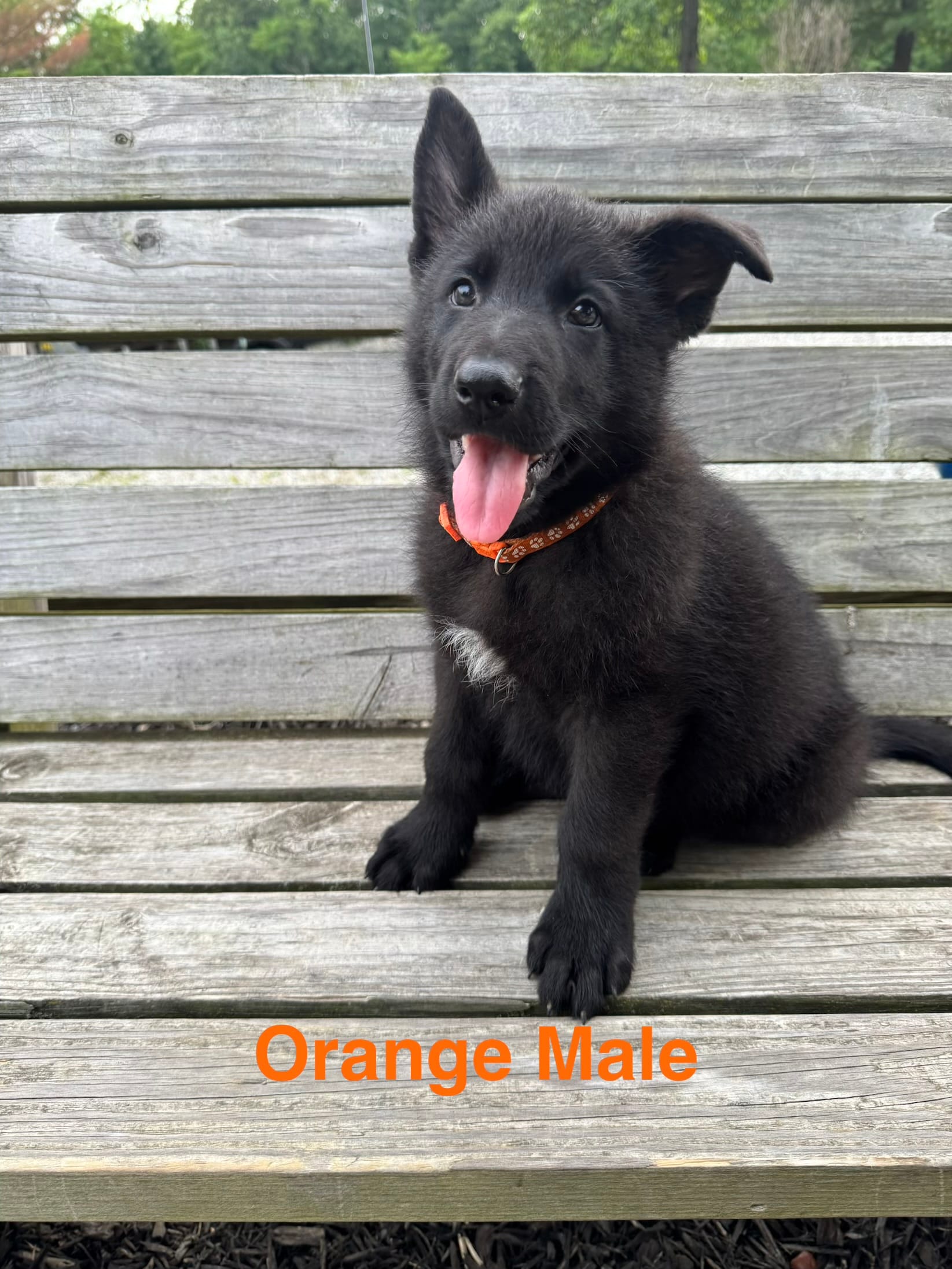 Orange Male – German Shepherd Dog puppy for sale in Dillsboro, IN
