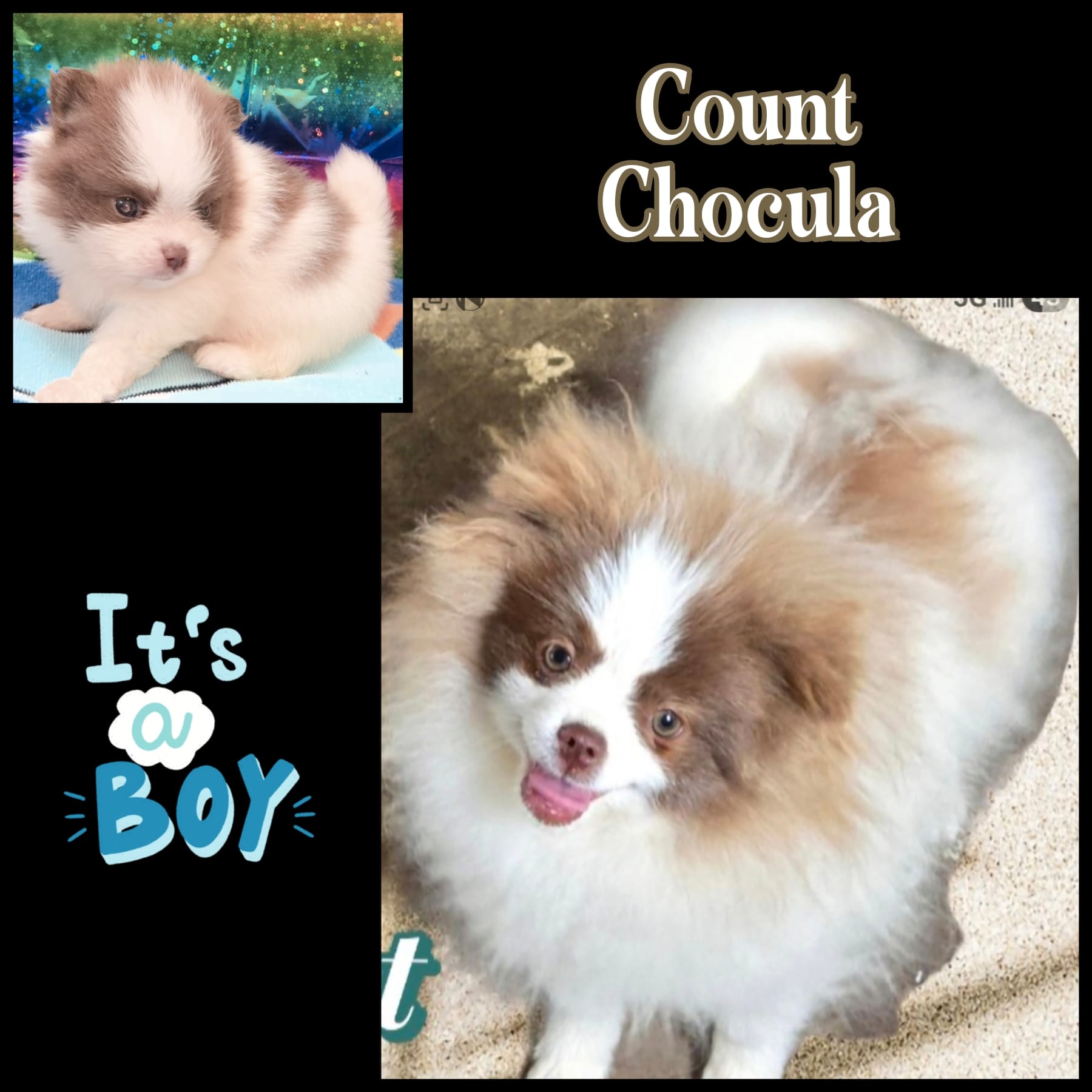 AKC COUNT CHOCULA  – Pomeranian puppy for sale in Kingman, AZ