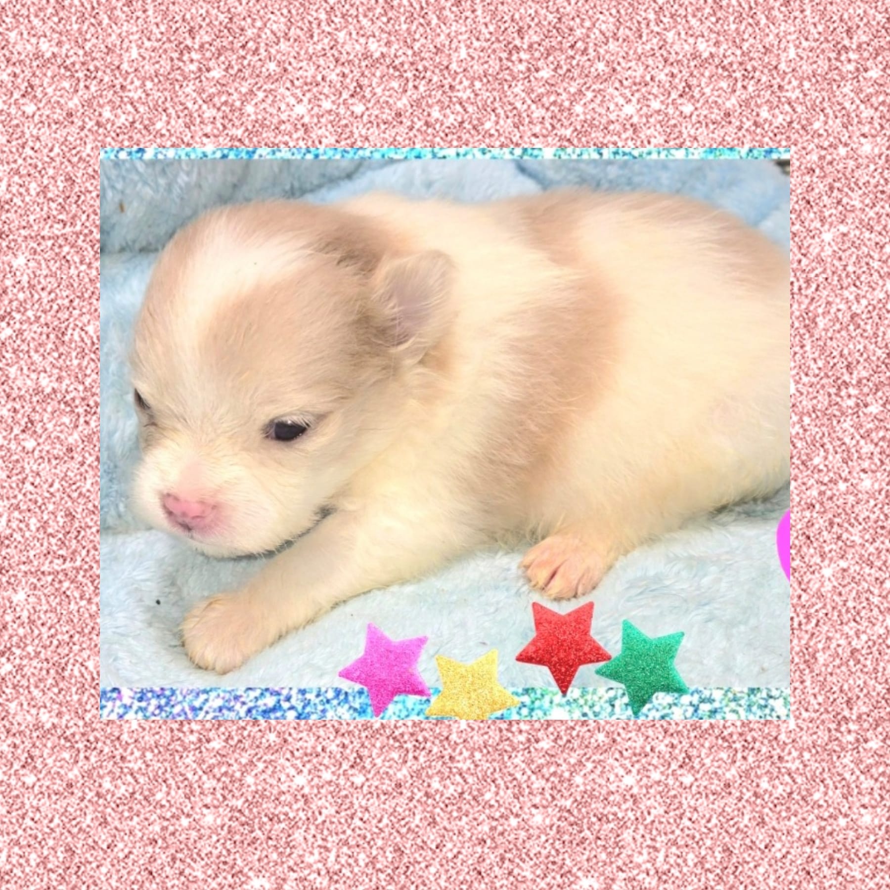 AKC PARTI – Pomeranian puppy for sale in Kingman, AZ