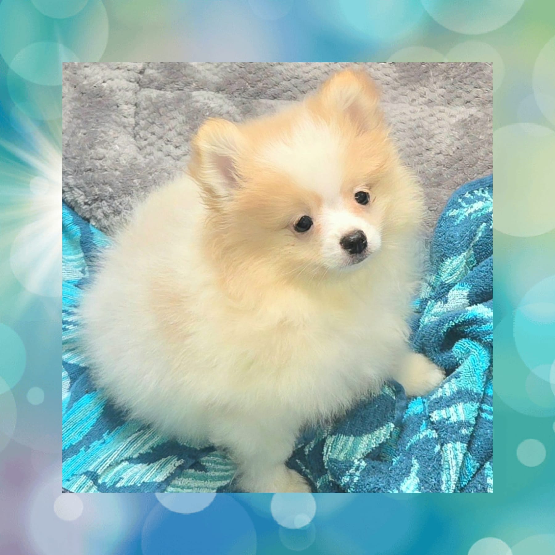 AKC POOH BEAR – Pomeranian puppy for sale in Kingman, AZ