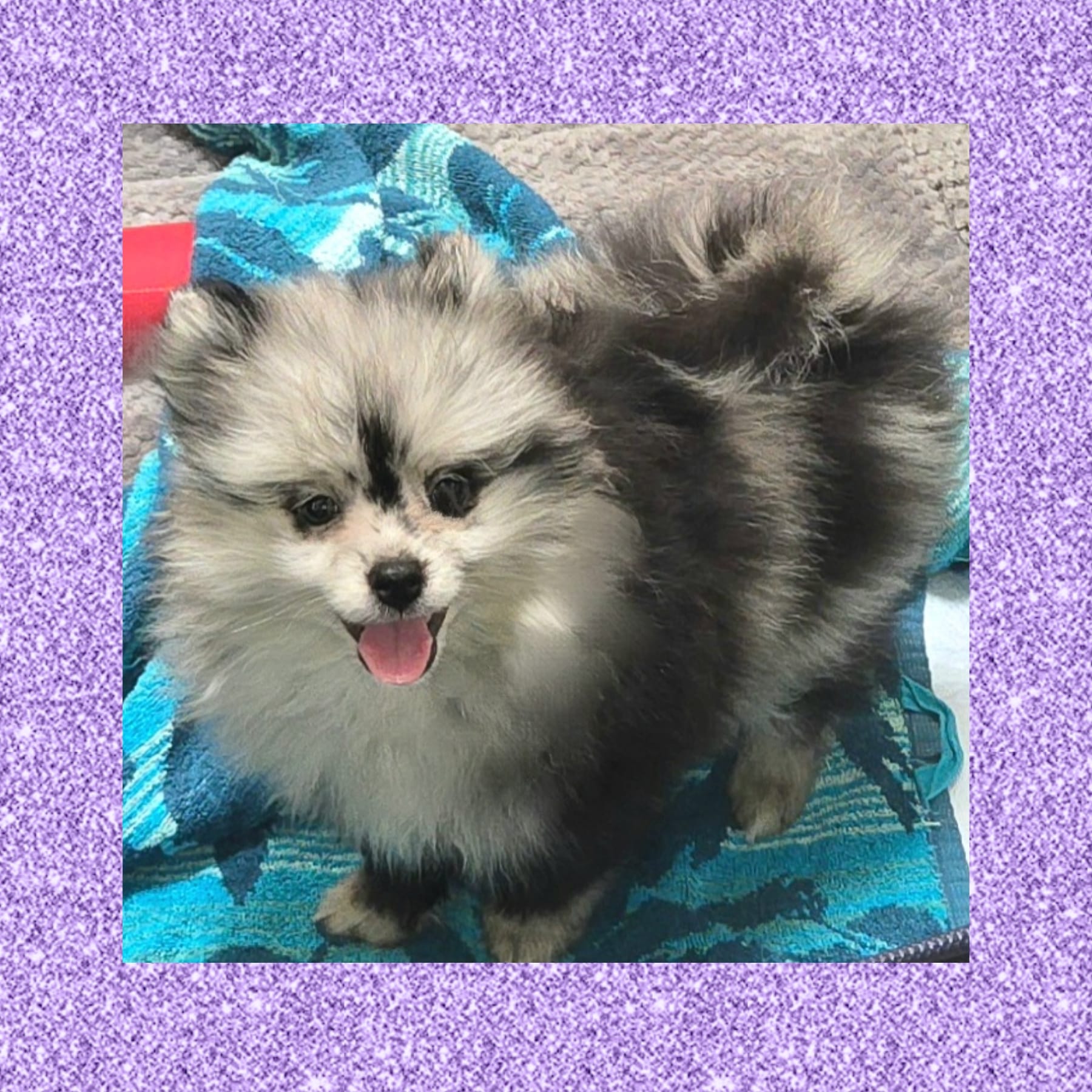 AKC MERLE ECHO – Pomeranian puppy for sale in Kingman, AZ