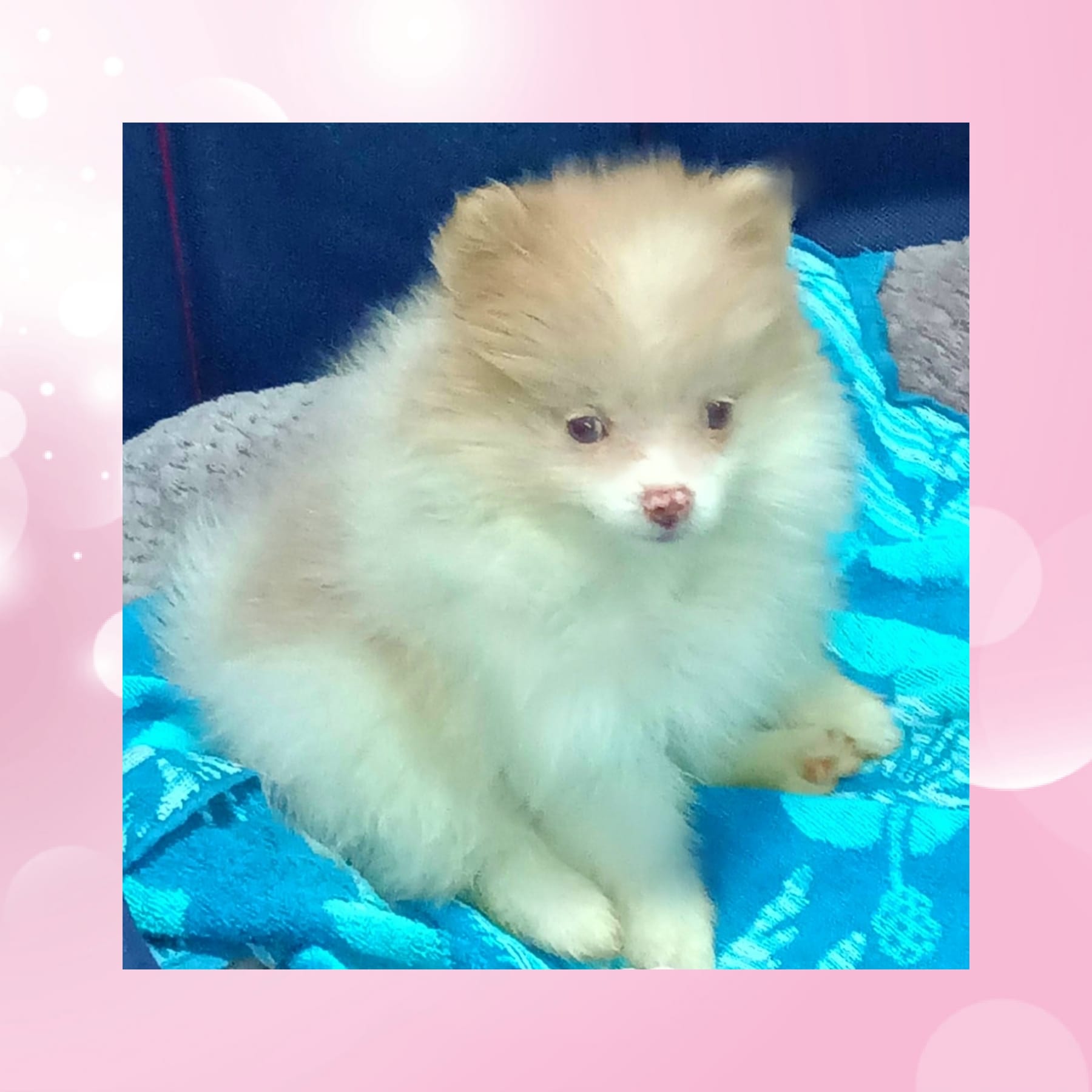 AKC SHY-SHY – Pomeranian puppy for sale in Kingman, AZ