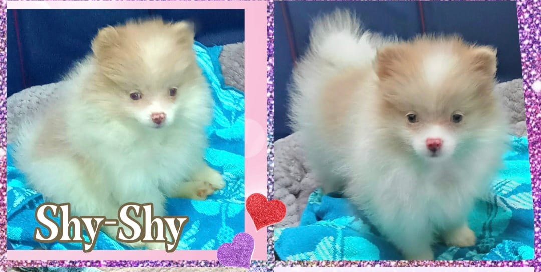 AKC SHY-SHY – Pomeranian puppy for sale in Kingman, AZ