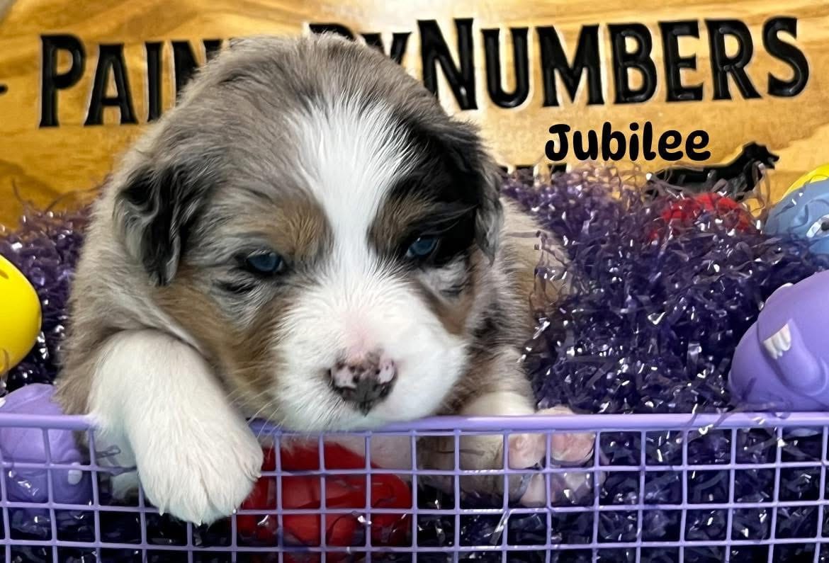 Jubilee – Australian Shepherd puppy for sale in Magee, MS
