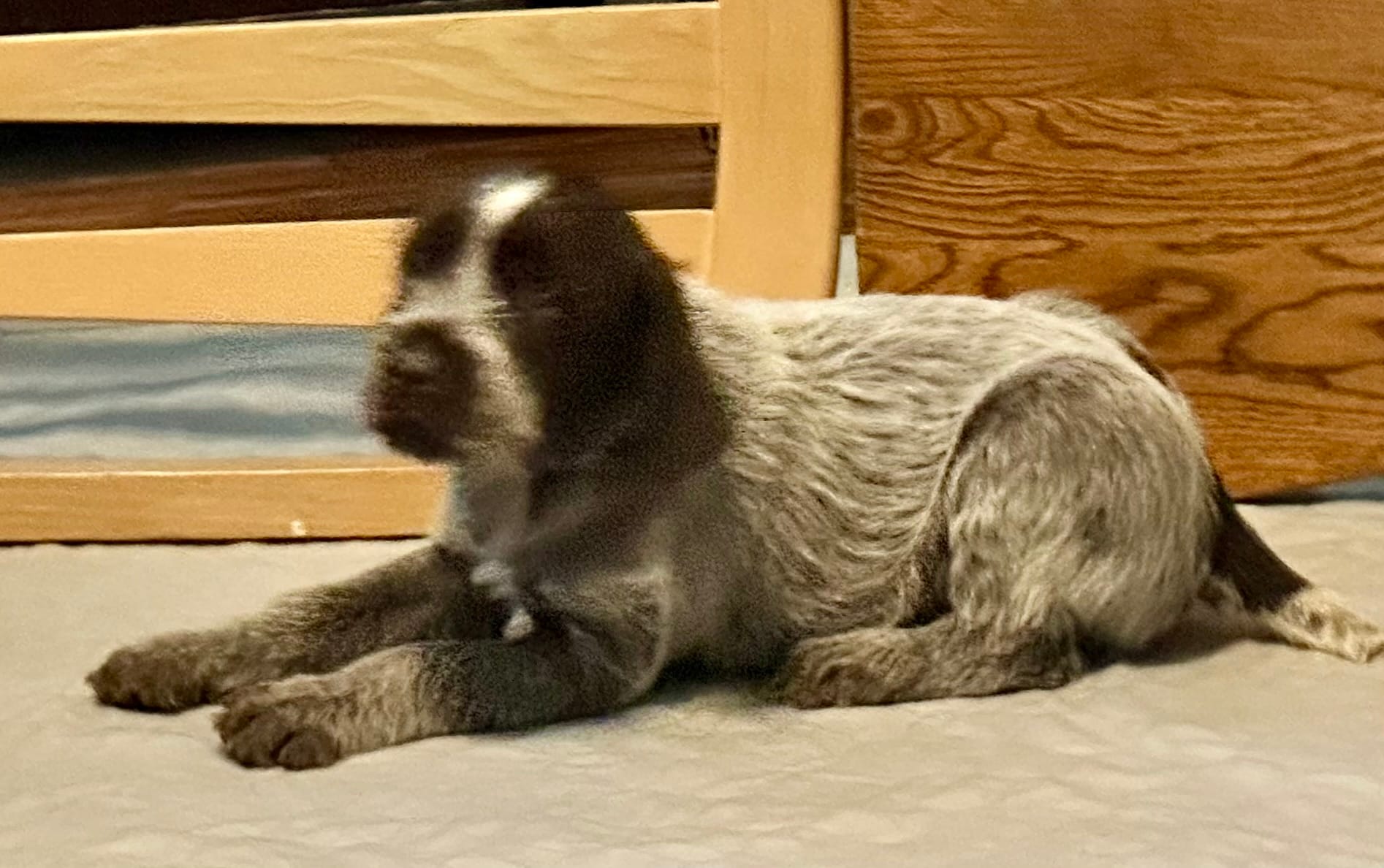 Pink female – Wirehaired Pointing Griffon puppy for sale in Fayetteville, AR