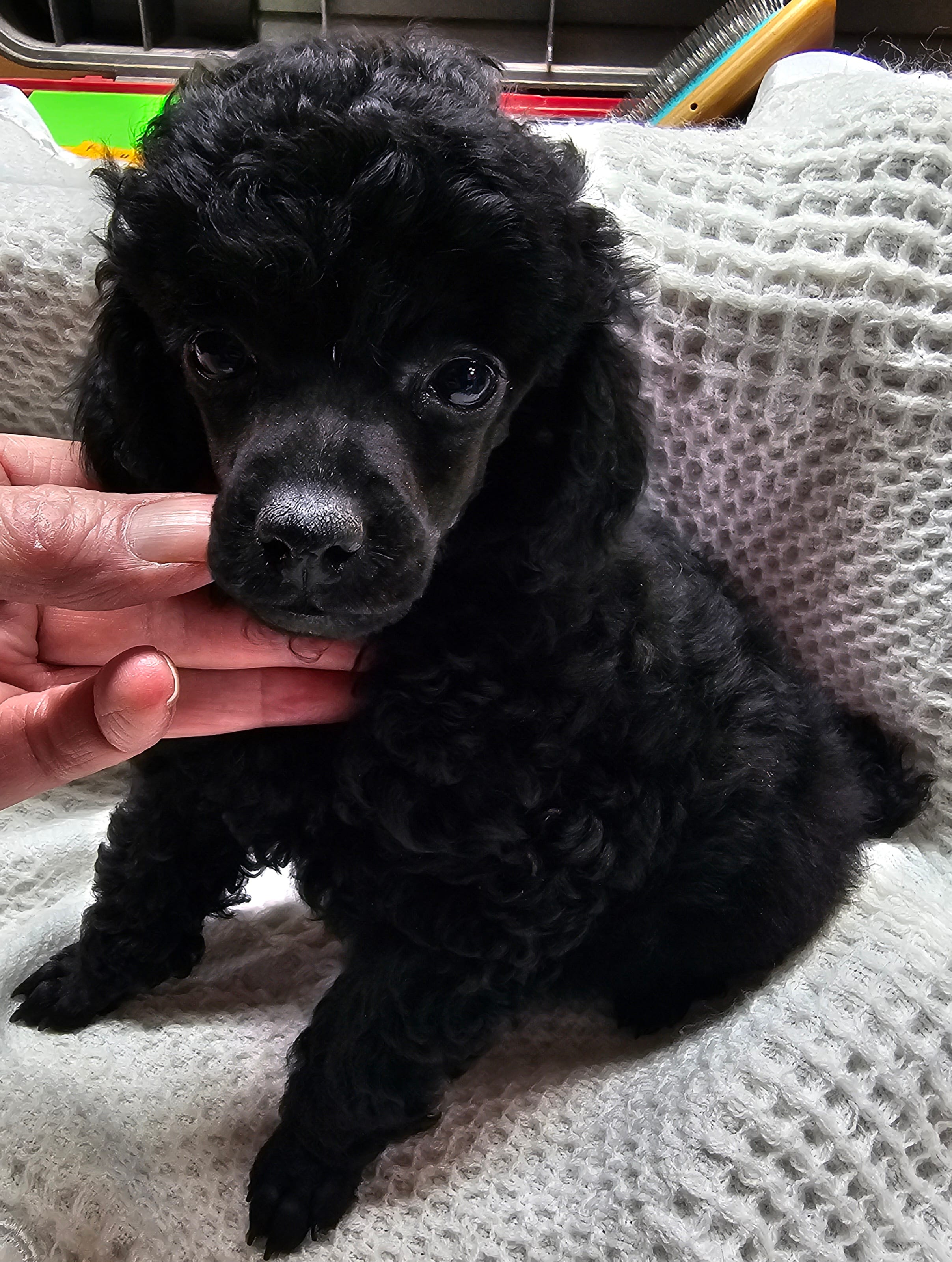 Prissy – Poodle - Toy  puppy for sale in Wayne, WV