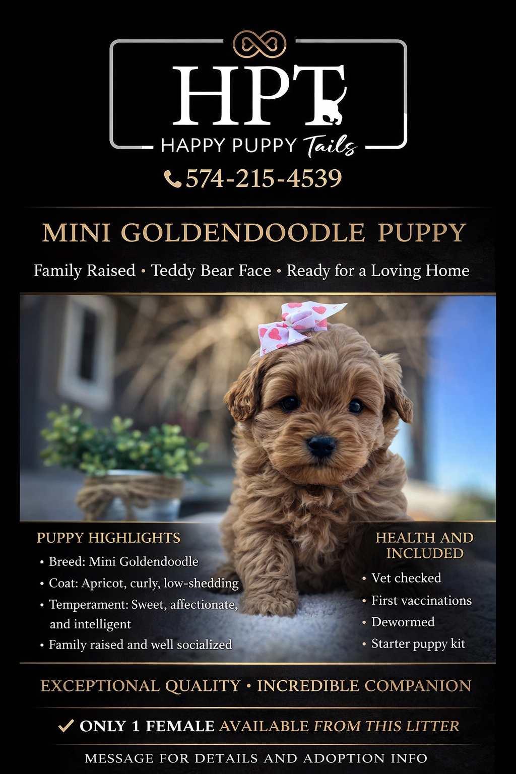 Lily  – Miniature Goldendoodle puppy for sale in Goshen, IN