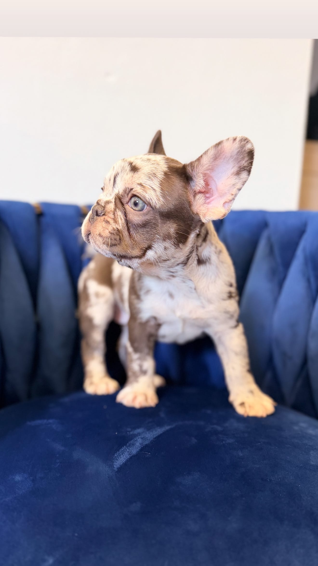 Bella  – French Bulldog puppy for sale in Miami, FL