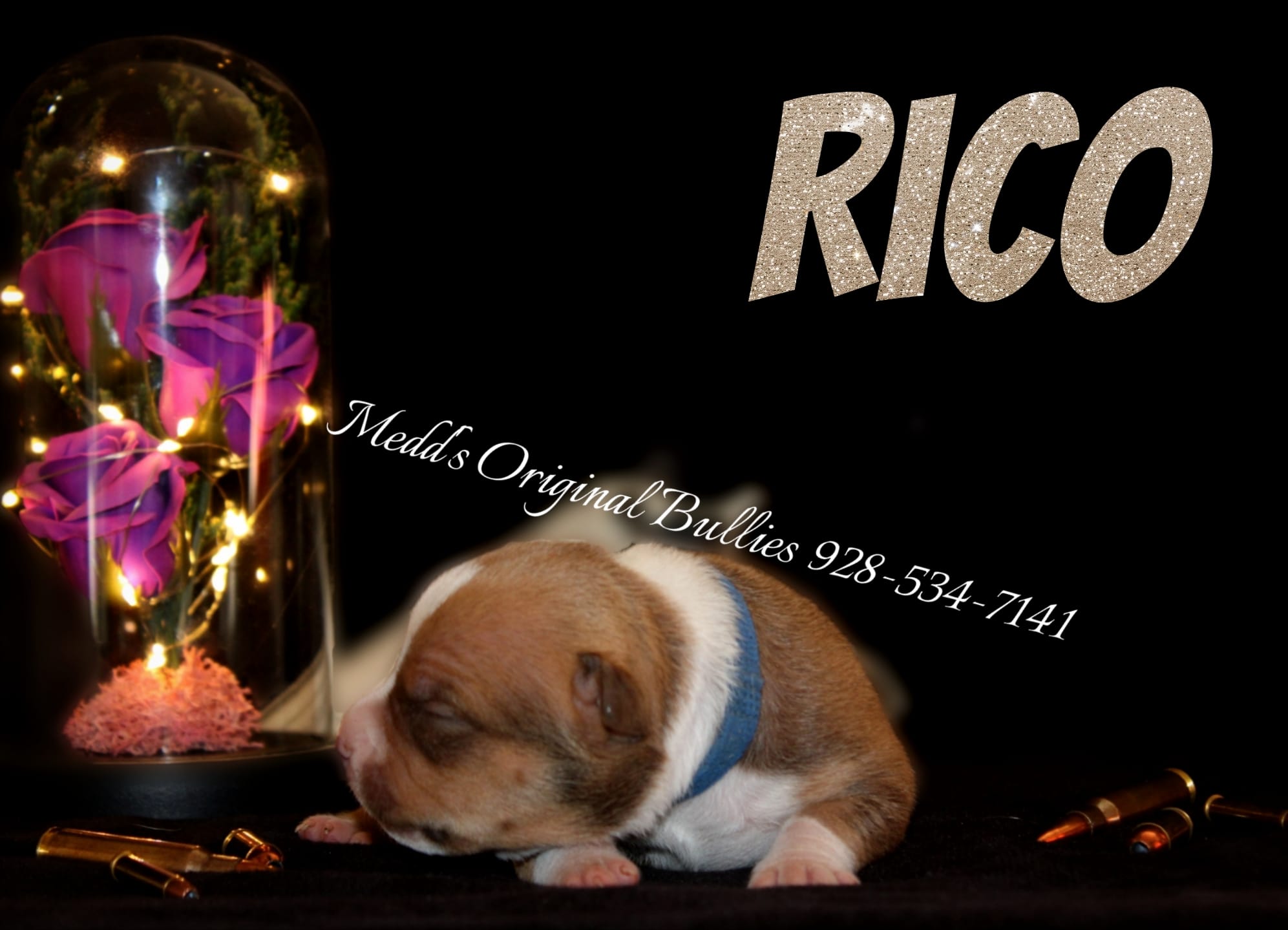 Rico – American Bully puppy for sale in Show Low, AZ