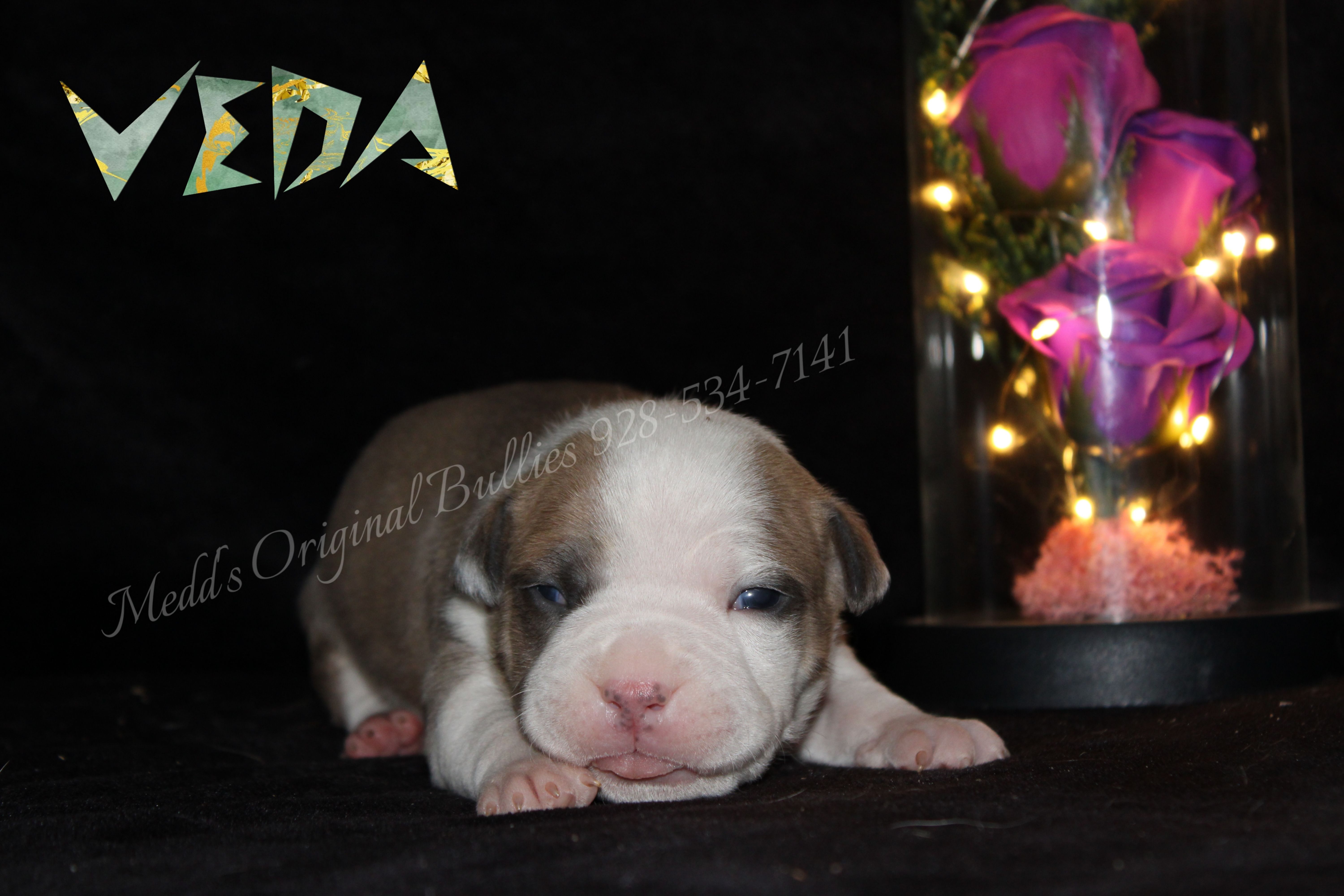Veda  – American Bully puppy for sale in Show Low, AZ