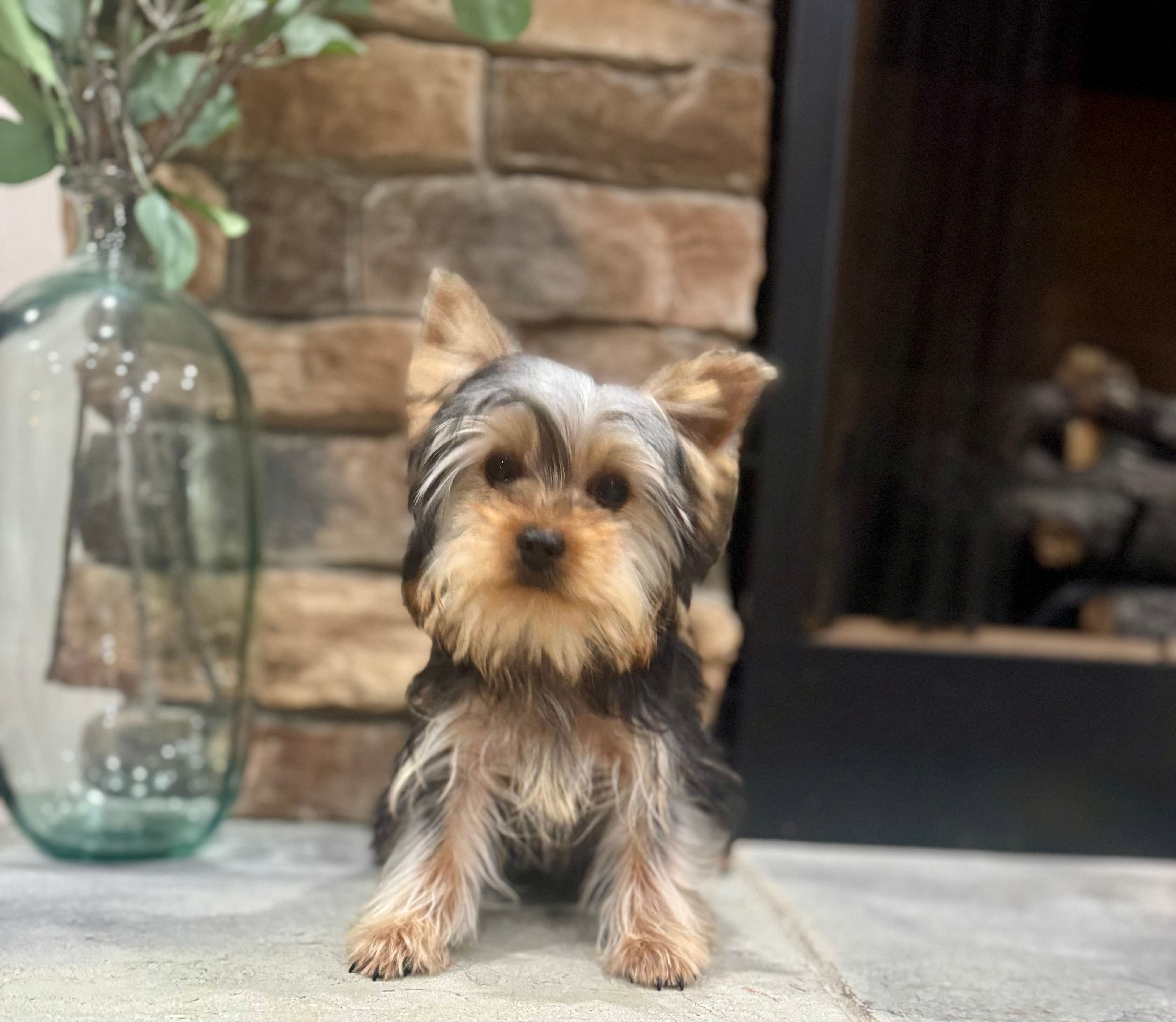 Steve – Yorkshire Terrier puppy for sale in West Plains, MO
