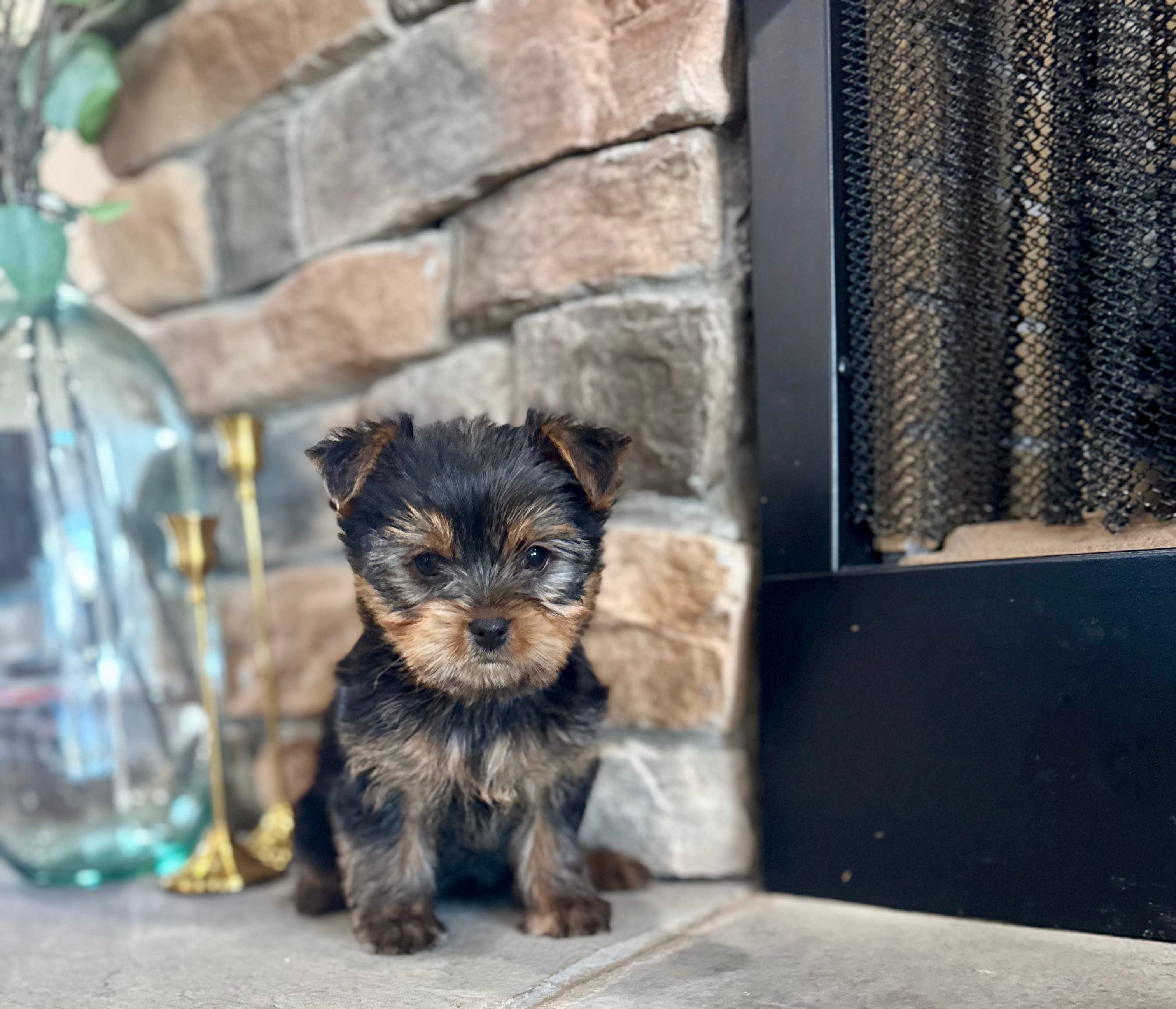 Mazie – Yorkshire Terrier puppy for sale in West Plains, MO