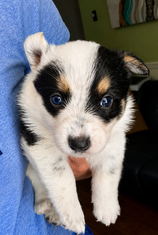 Ruger – Australian Cattle Dog, Pembroke Welsh Corgi puppy for sale in Greensboro, NC