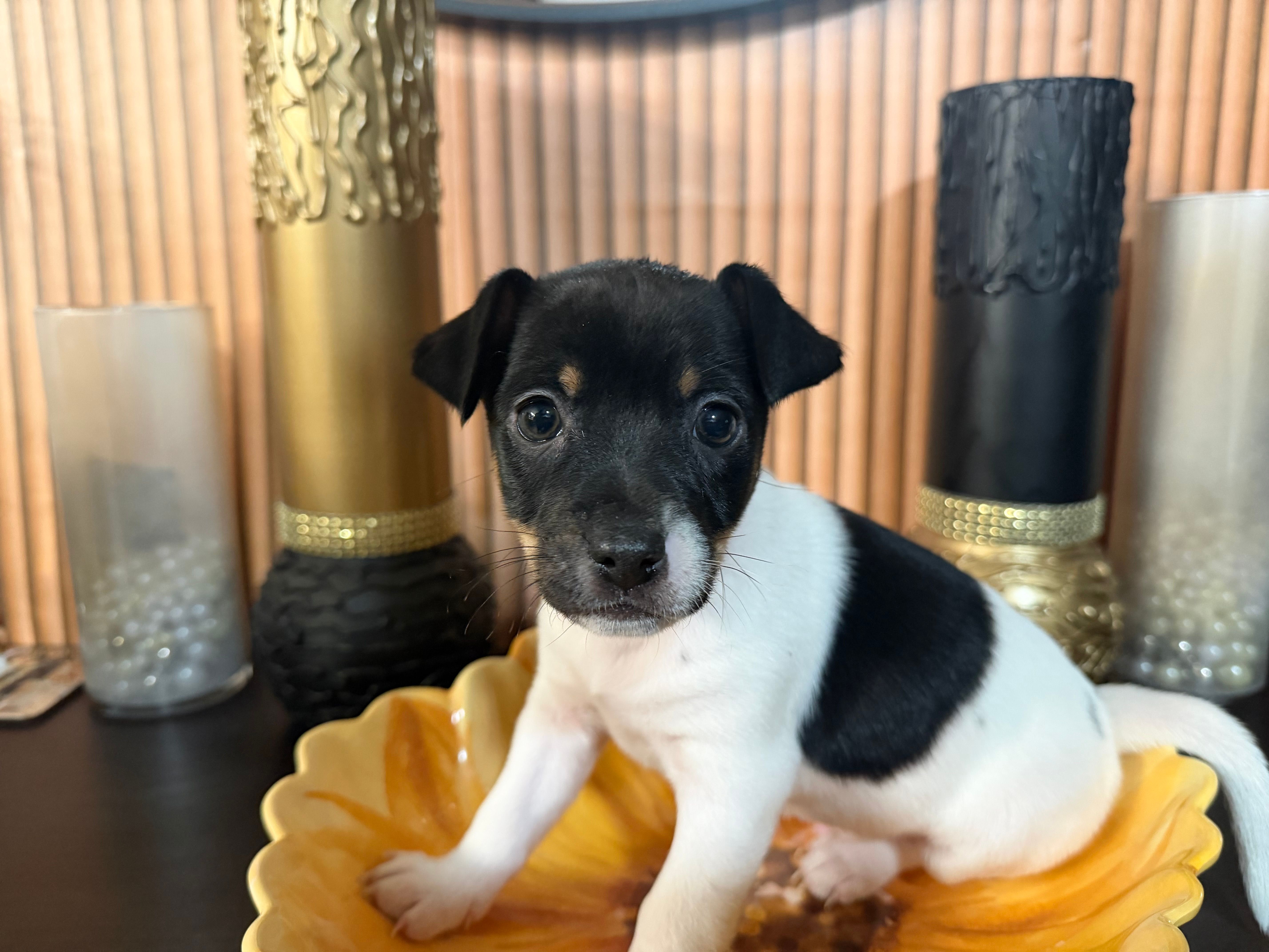 Red Collar – Jack Russell Terrier, Rat Terrier puppy for sale in Noblesville, IN