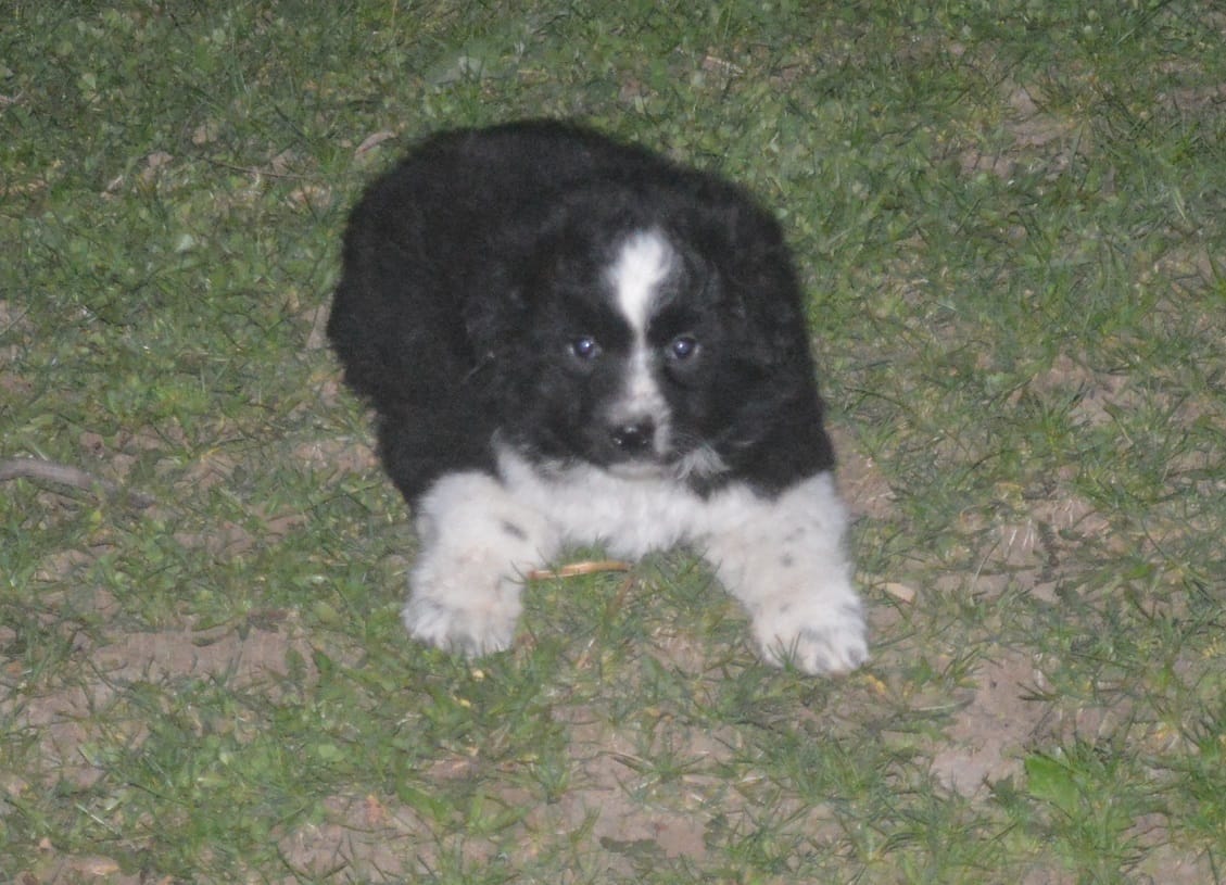 Baxter – Miniature American Shepherd puppy for sale in Waukon, IA