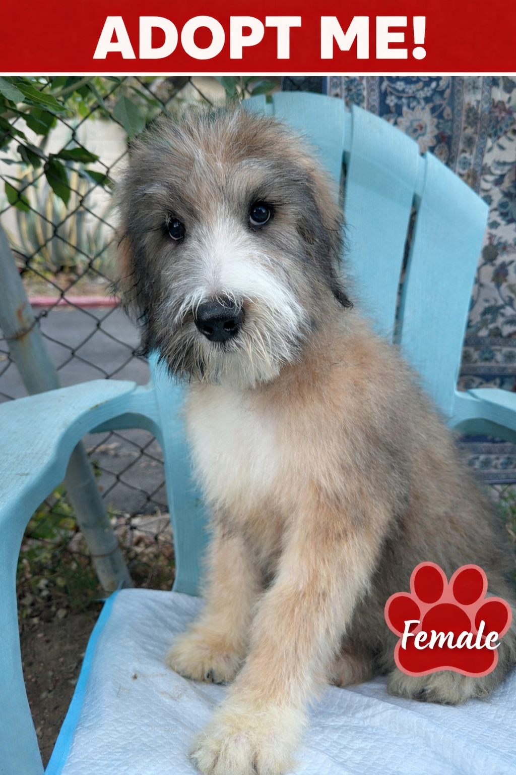 LAVA LOVE – Bouvier des Flandres, Old English Sheepdog puppy for sale in Beverly Hills, CA