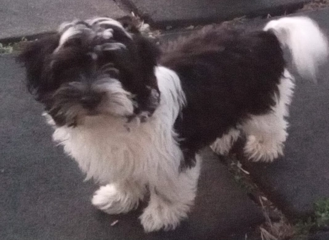 AKC Sugar – Havanese puppy for sale in De Soto, MO