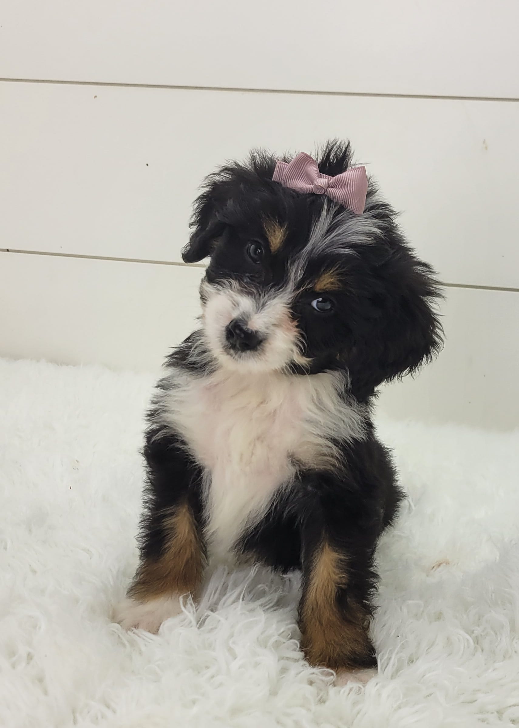 Bridget – Bernedoodle puppy for sale in Sugarcreek, OH