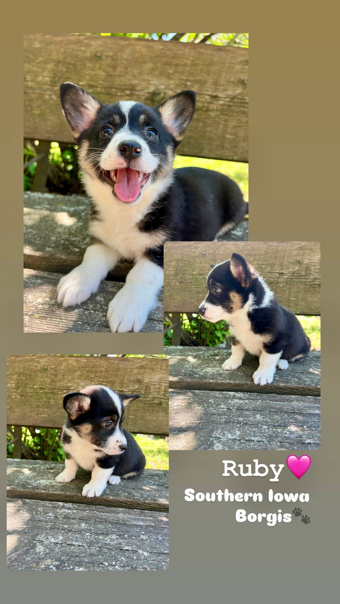 Ruby – Border Collie, Pembroke Welsh Corgi puppy for sale in Leon, IA