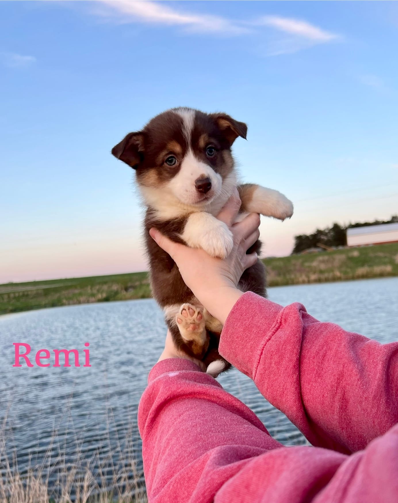Remi – Border Collie, Pembroke Welsh Corgi puppy for sale in Leon, IA