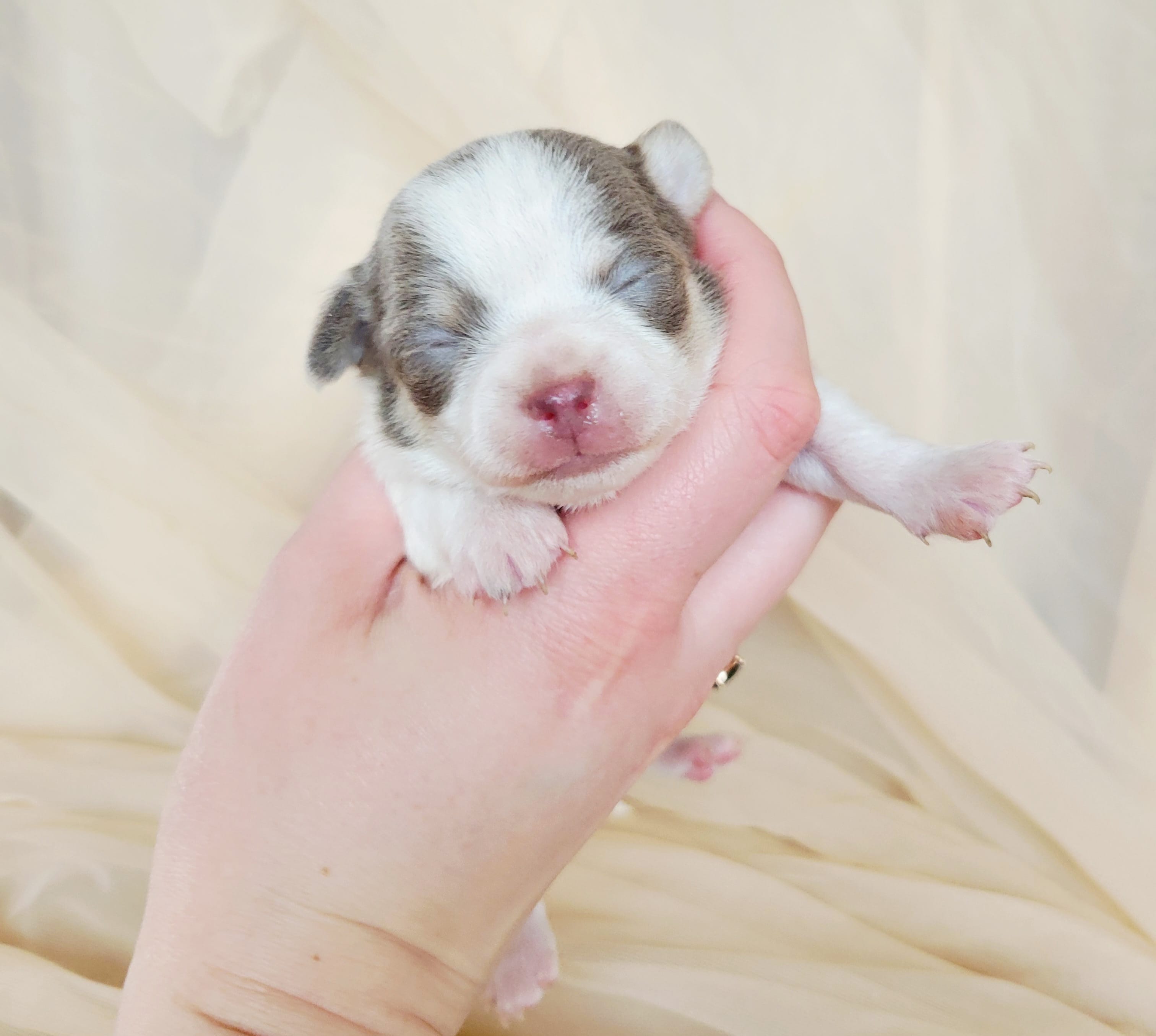 Akc Pluto – Chihuahua puppy for sale in Lengby, MN