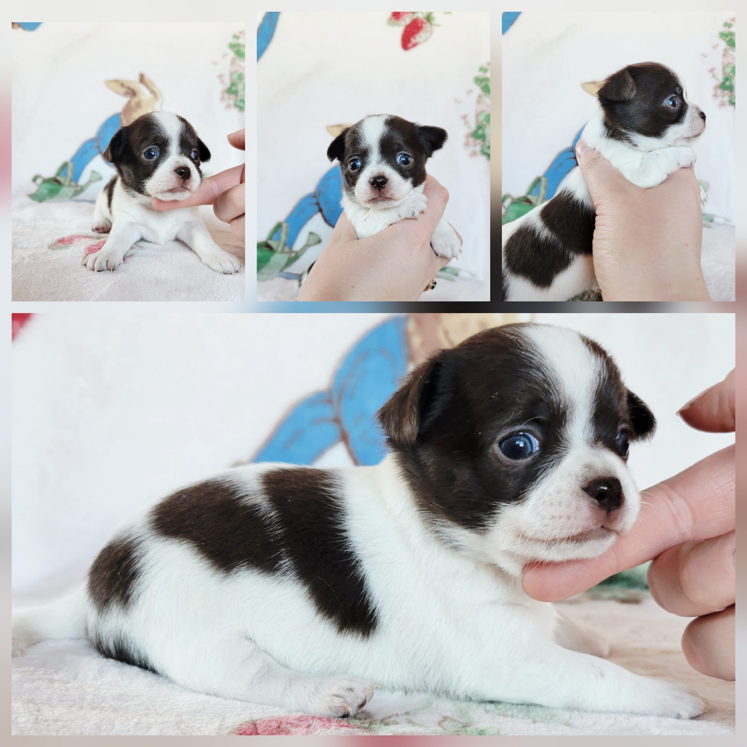 Akc mixie  – Chihuahua puppy for sale in Lengby, MN