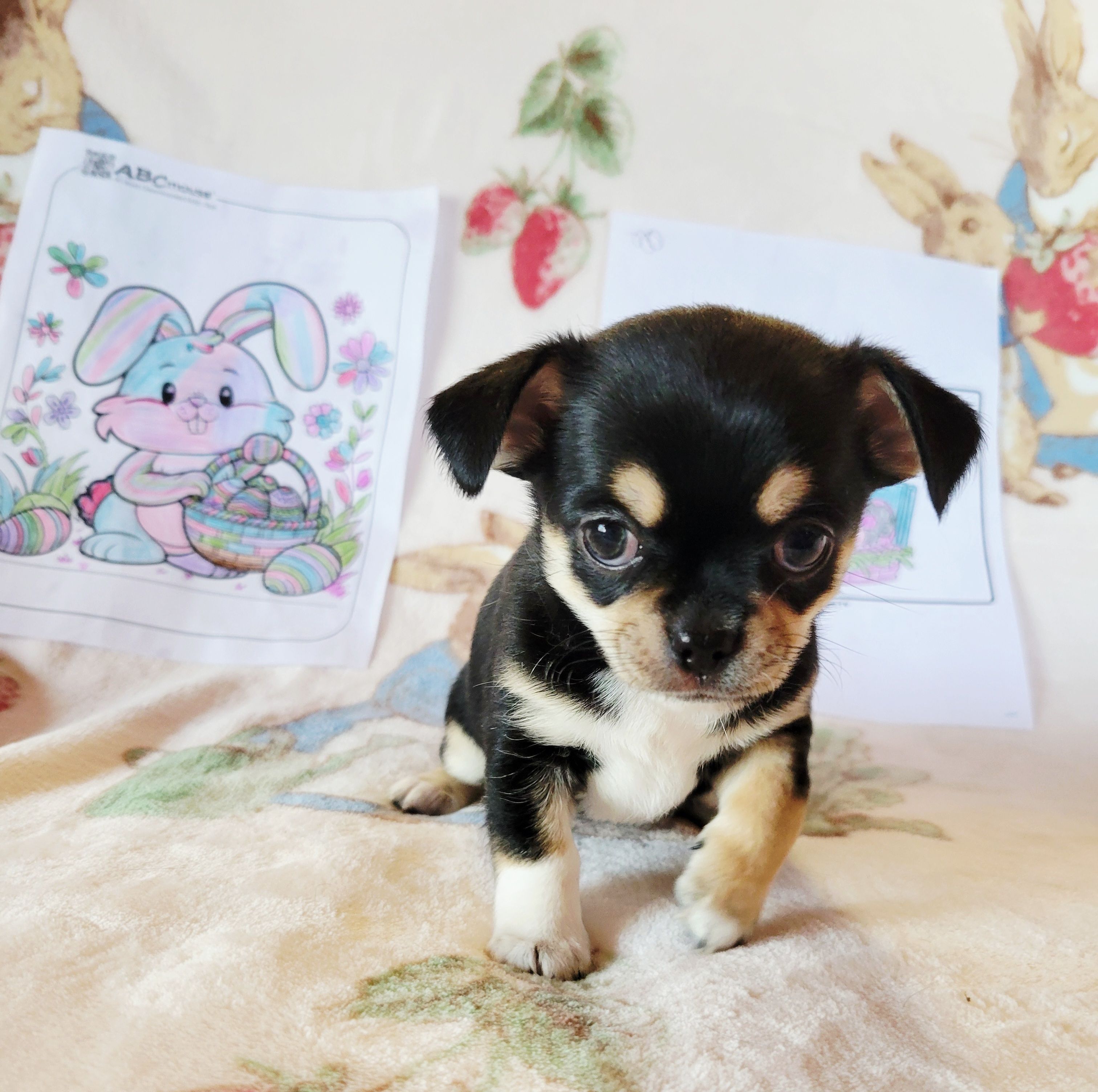 Akc Luna  – Chihuahua puppy for sale in Lengby, MN