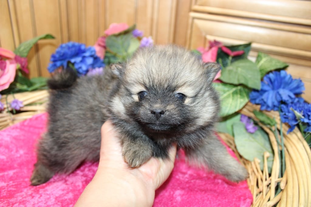 AKC Dunka - Red Sable Female Pom 5.5 lbs – Pomeranian puppy for sale in Colville, WA
