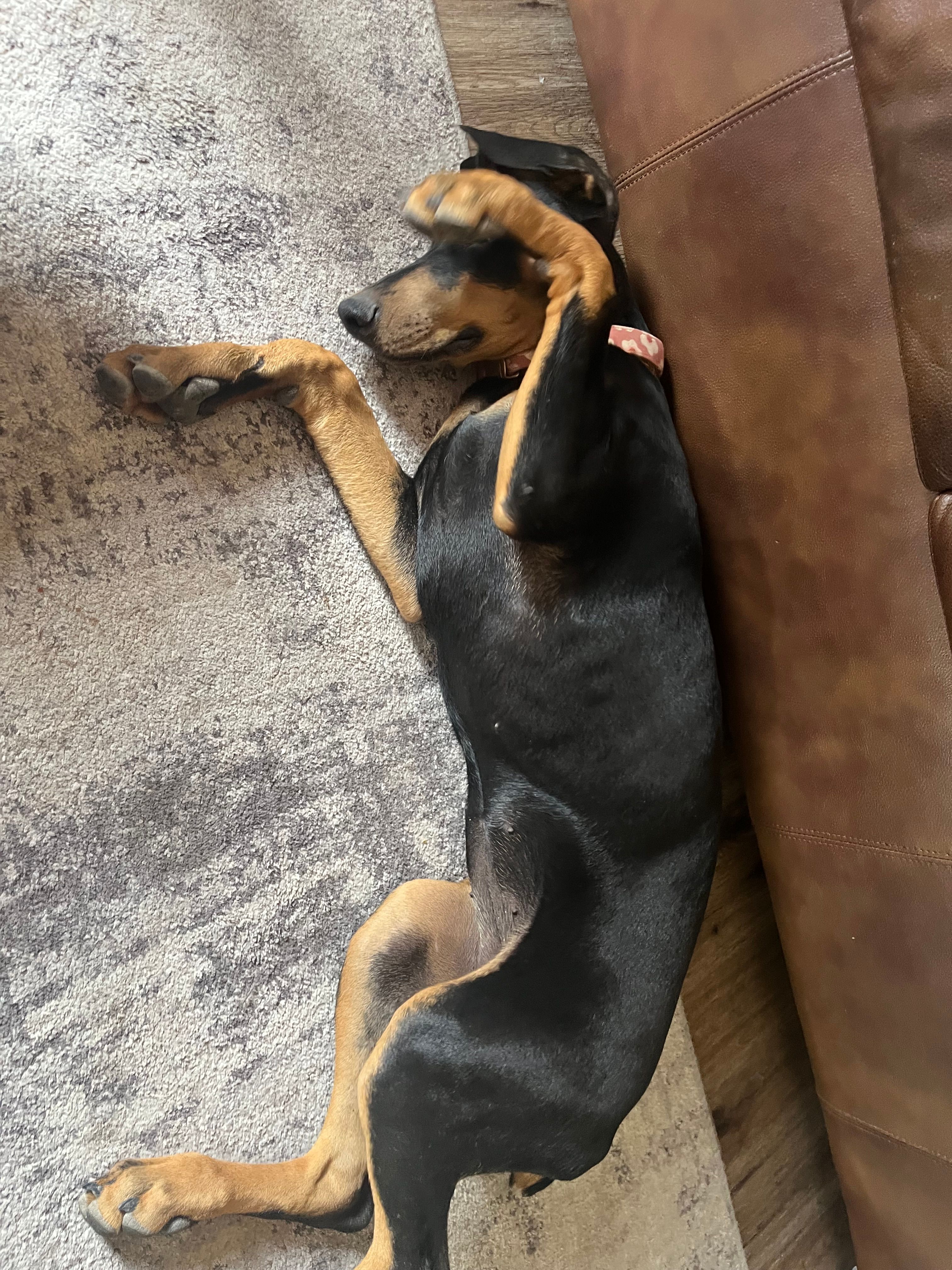 Raven, a female Doberman Pinscher for sale in Fountain, CO – 3 of 6