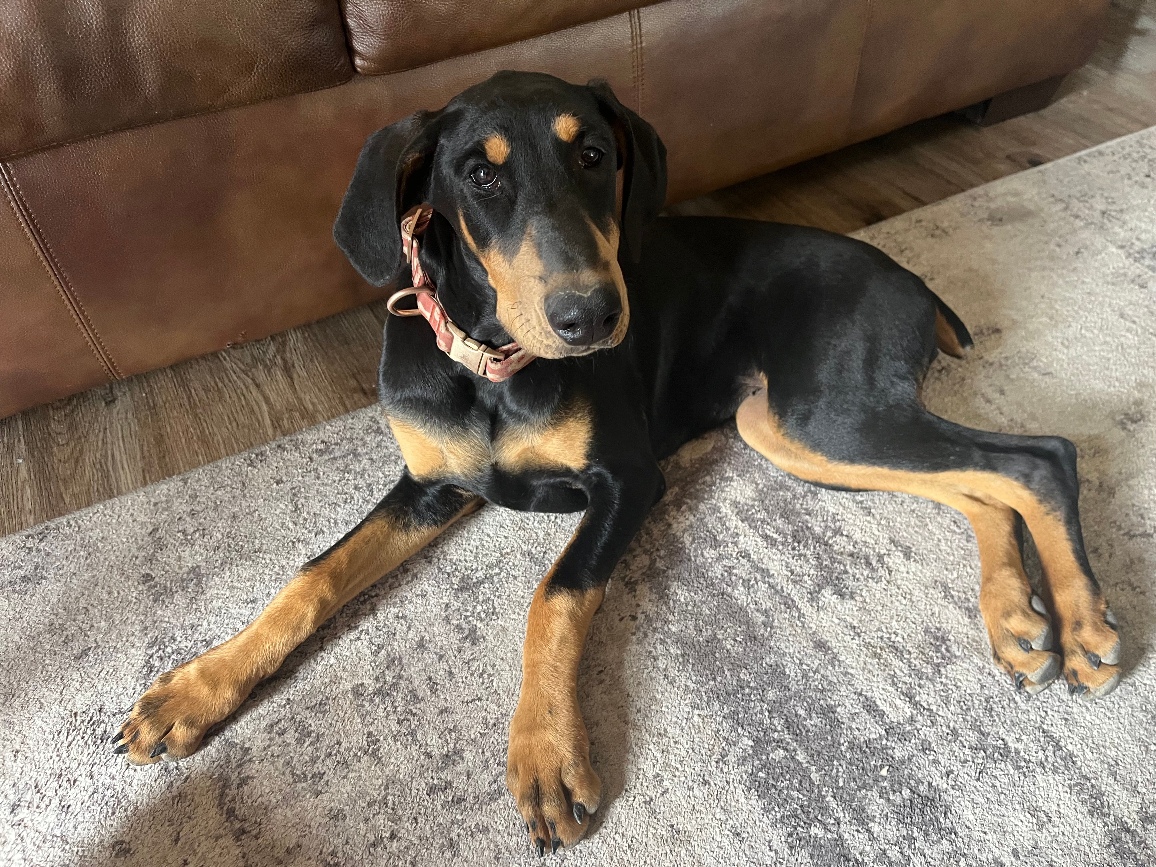 Raven, a female Doberman Pinscher for sale in Fountain, CO – 1 of 6