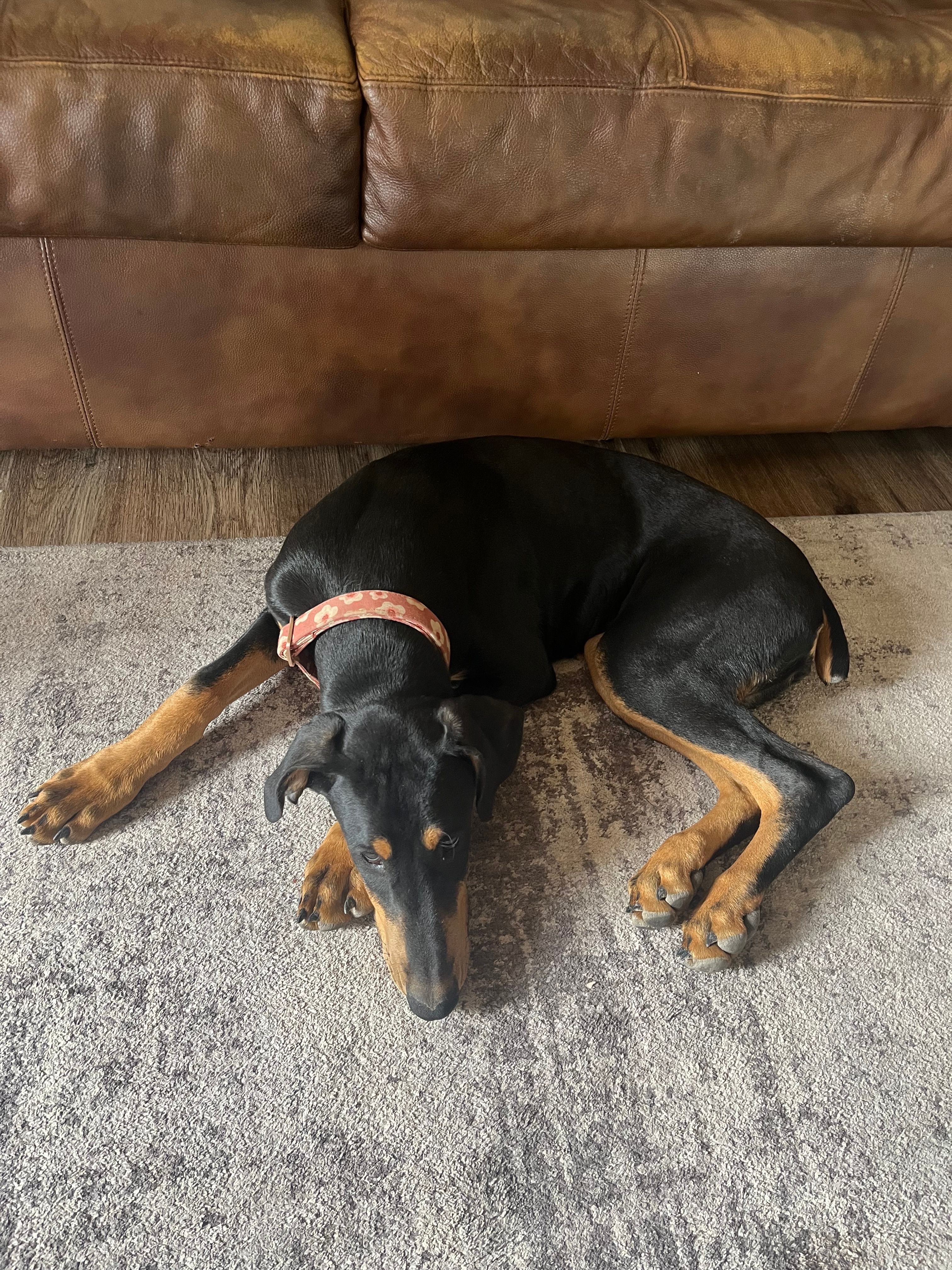 Raven, a female Doberman Pinscher for sale in Fountain, CO – 2 of 6