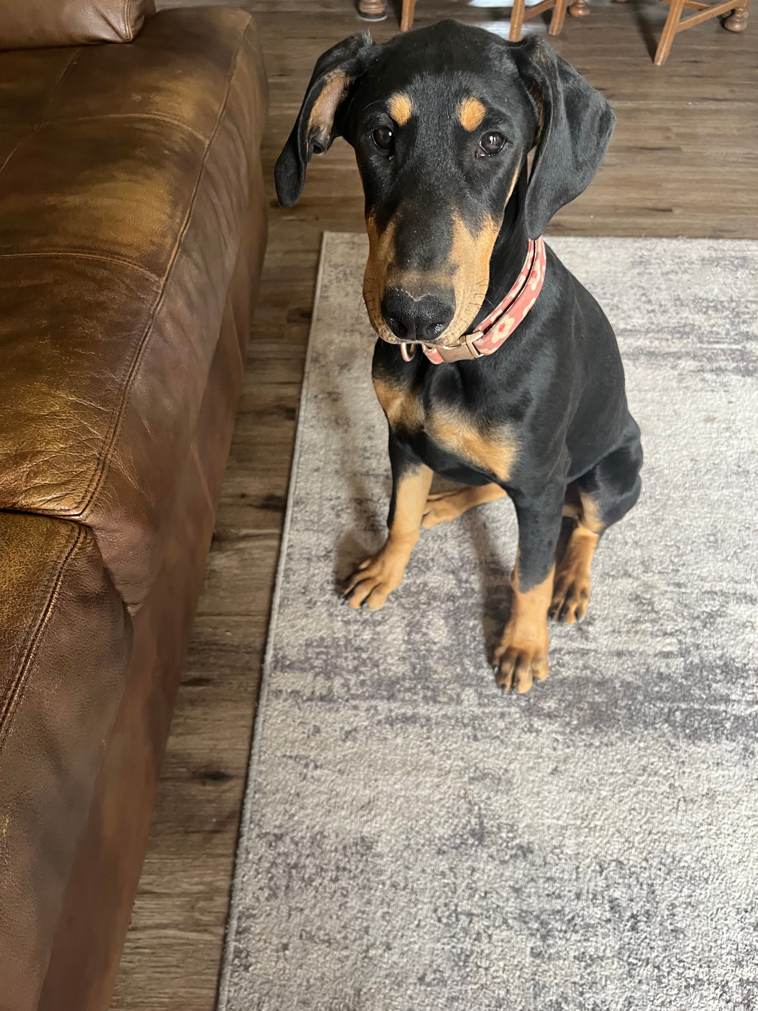 Raven, a female Doberman Pinscher for sale in Fountain, CO – 4 of 6