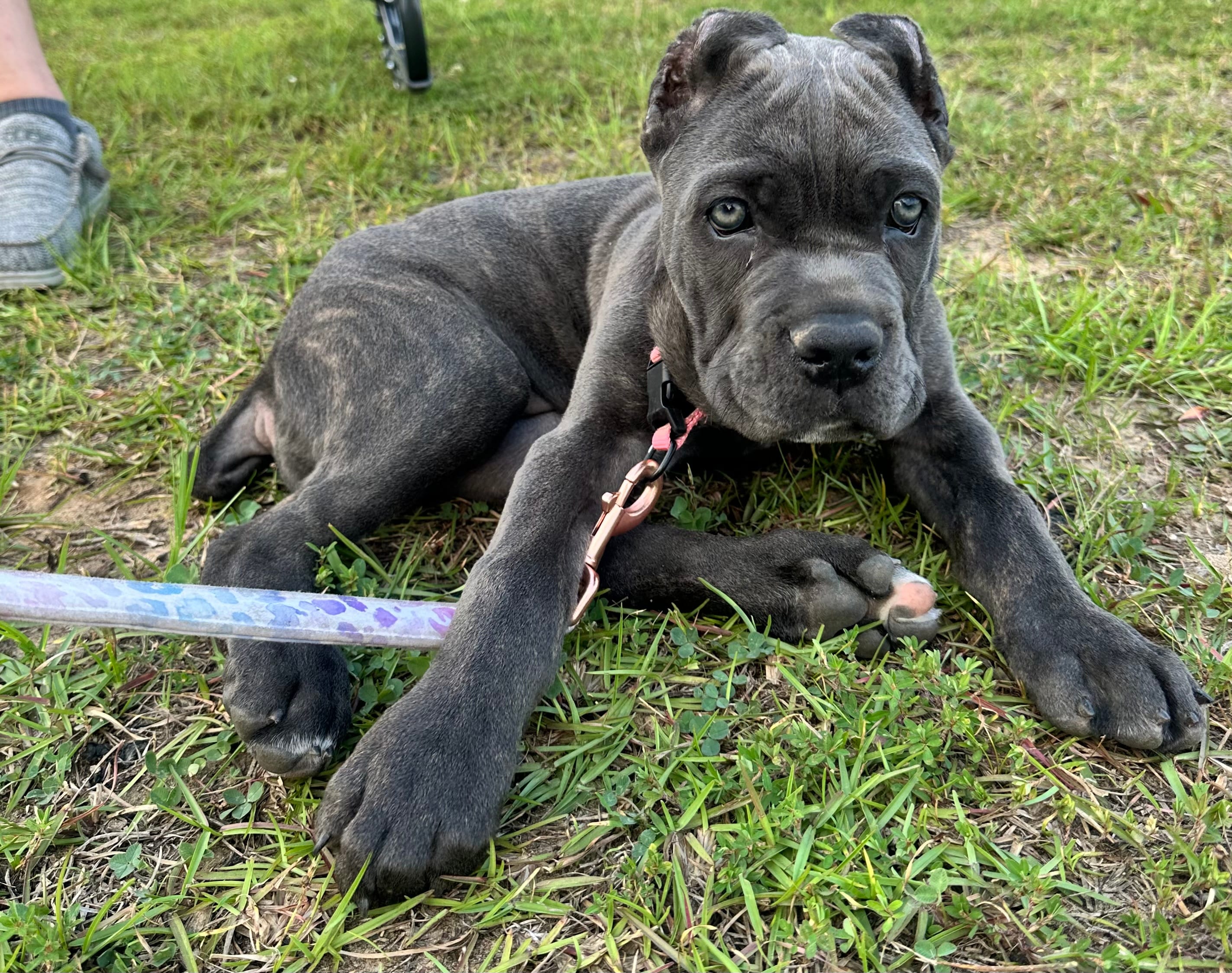 Purple collar  – Cane Corso puppy for sale in Beaumont, TX