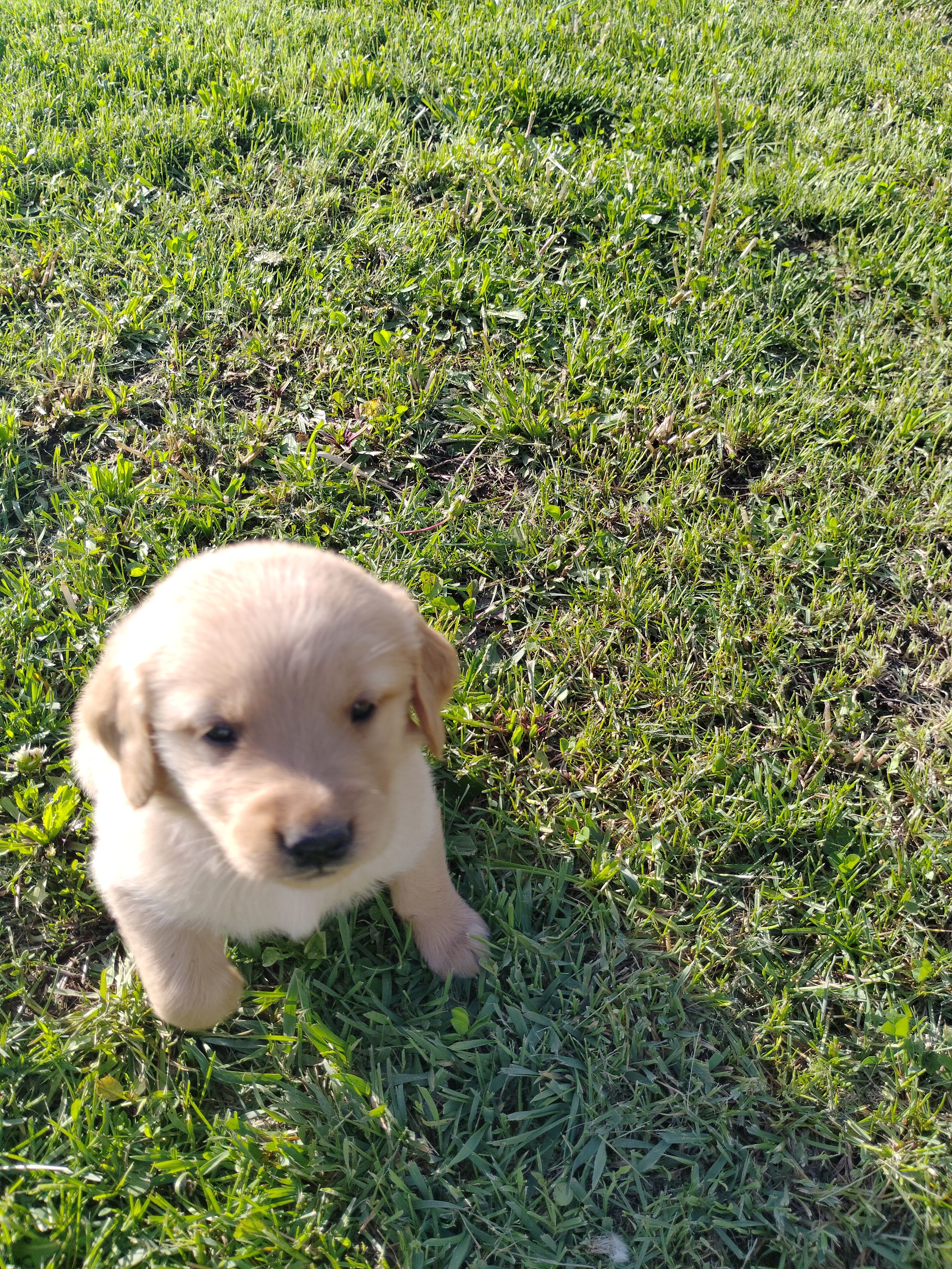 Rose – Golden Retriever puppy for sale in West Point, IA