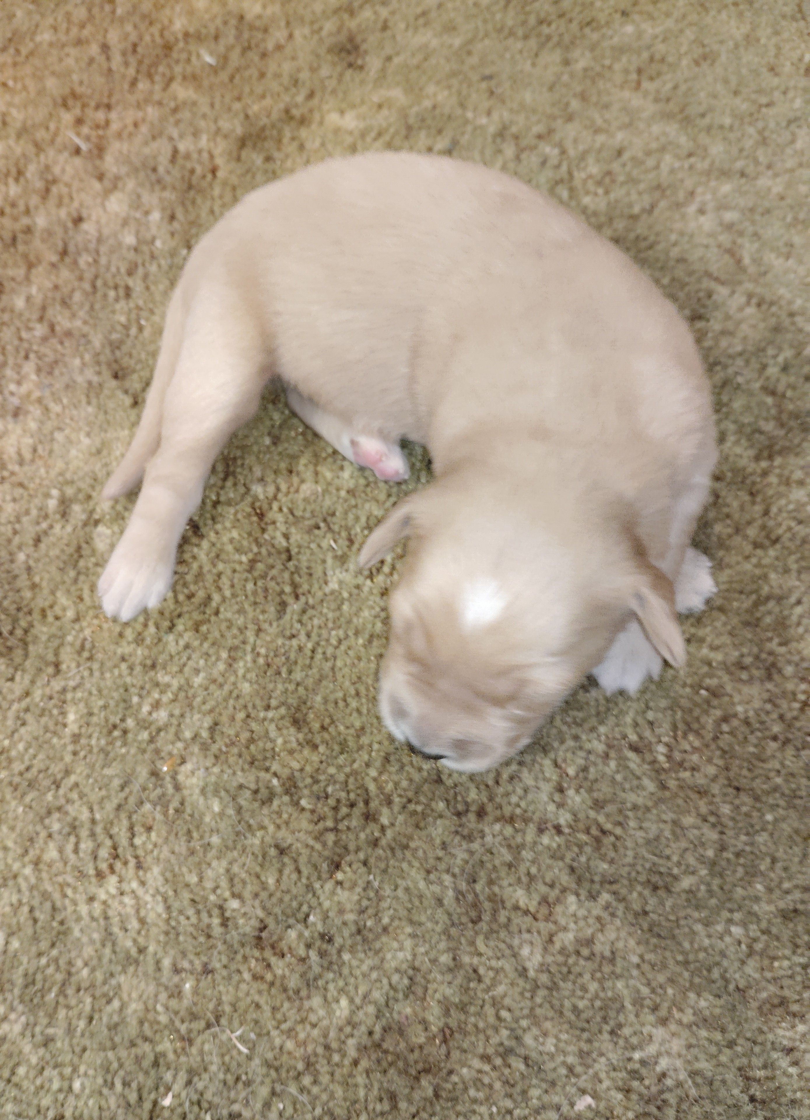 Star – Golden Retriever puppy for sale in West Point, IA